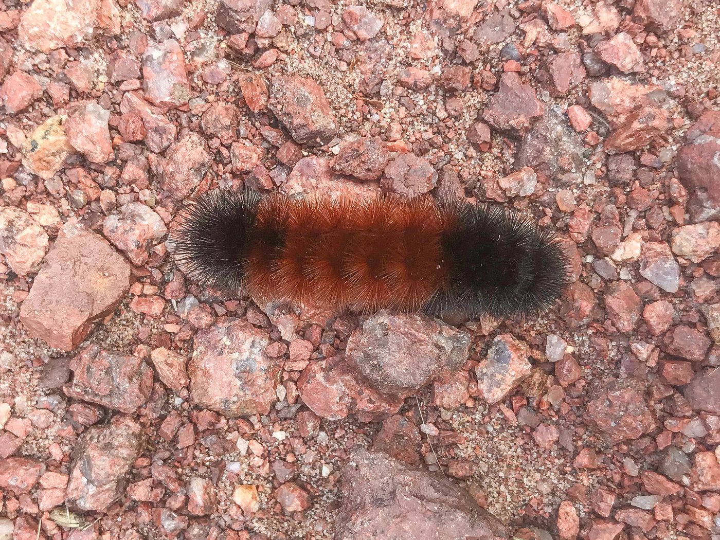 Watching Woolly Bear Caterpillars In Chicago A Good Break From Election Politics Sun Times