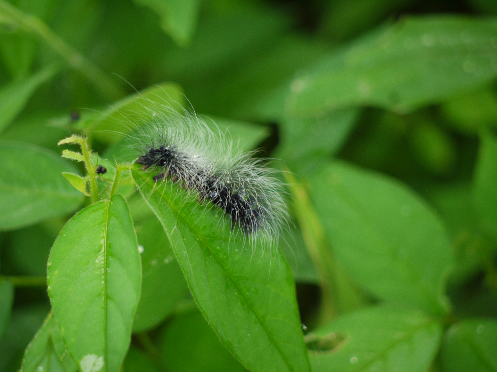 Woolly bear caterpillar Arctiinae sp