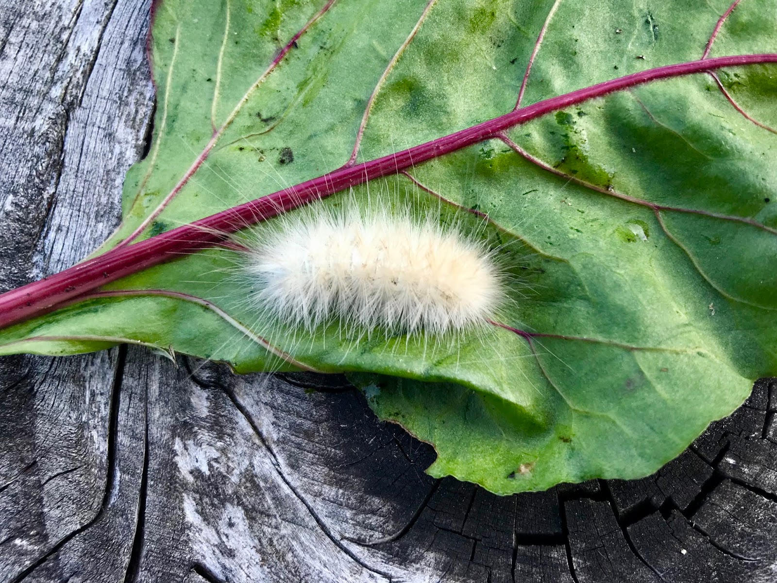 Powell River Books Blog: Coastal BC Insects: Yellow Woolly Bear Caterpillar