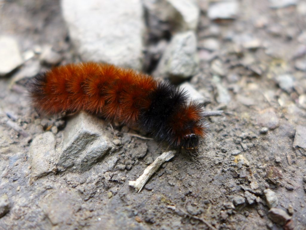 Isabella Tiger Moth Caterpillars Wallpapers - Wallpaper Cave