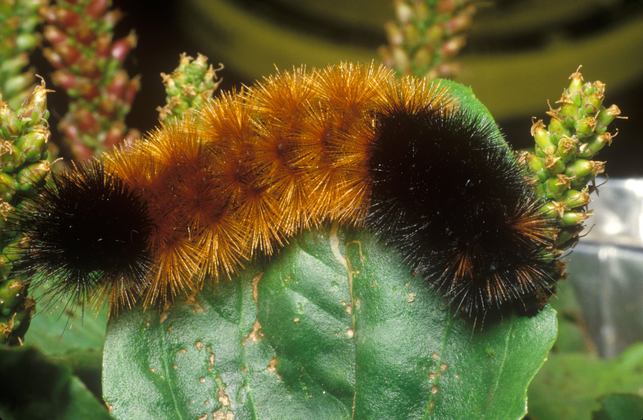 Can This Caterpillar Predict Winter Weather? Probably Not Very Well