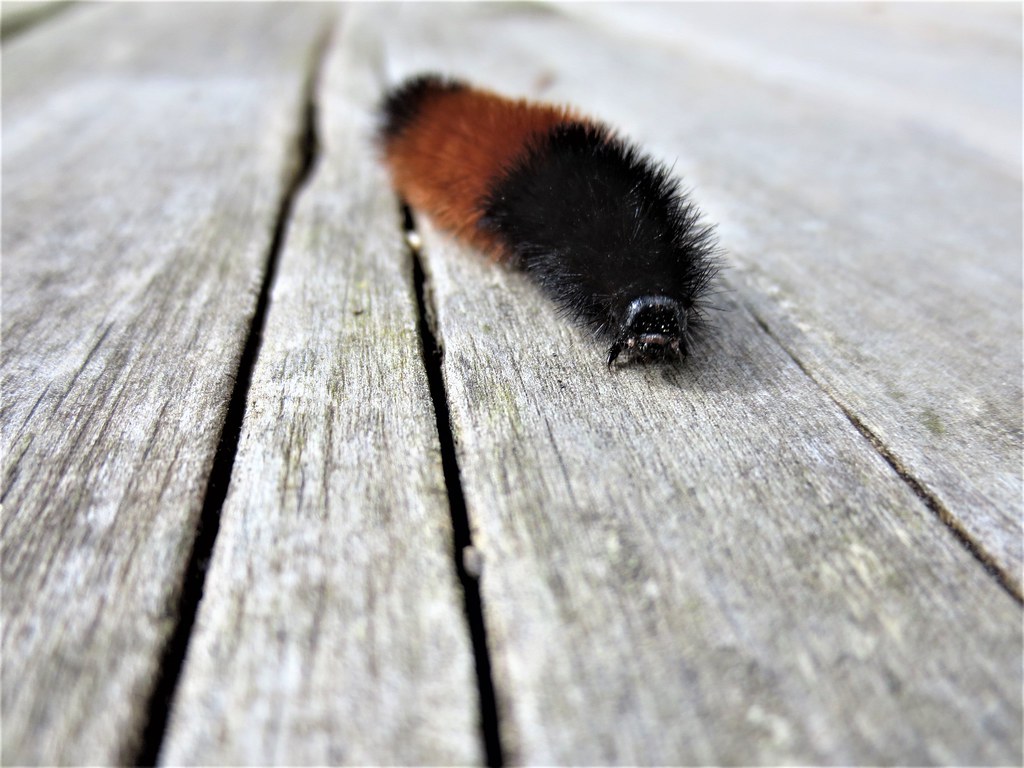 Woolly Bear Caterpillar Approaching. On my deck this Spring