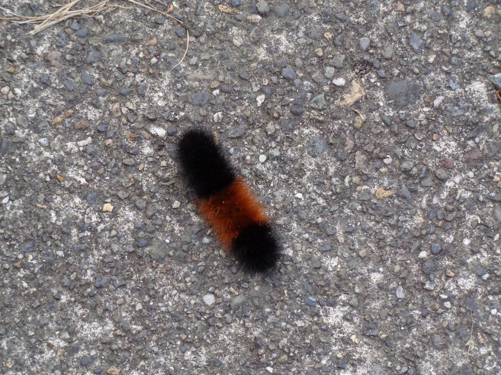 Woolly Bear caterpillar. Taken: October 17, 2012 in Jeffers