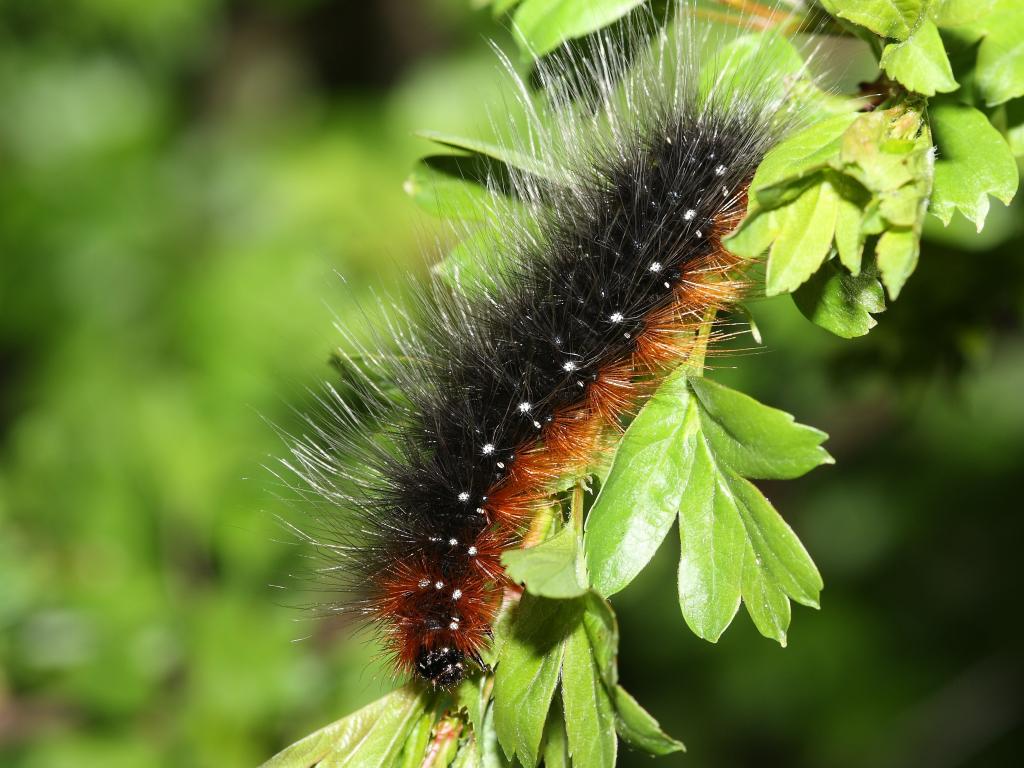 Look out for woolly bears in your garden (or even flying tigers)!