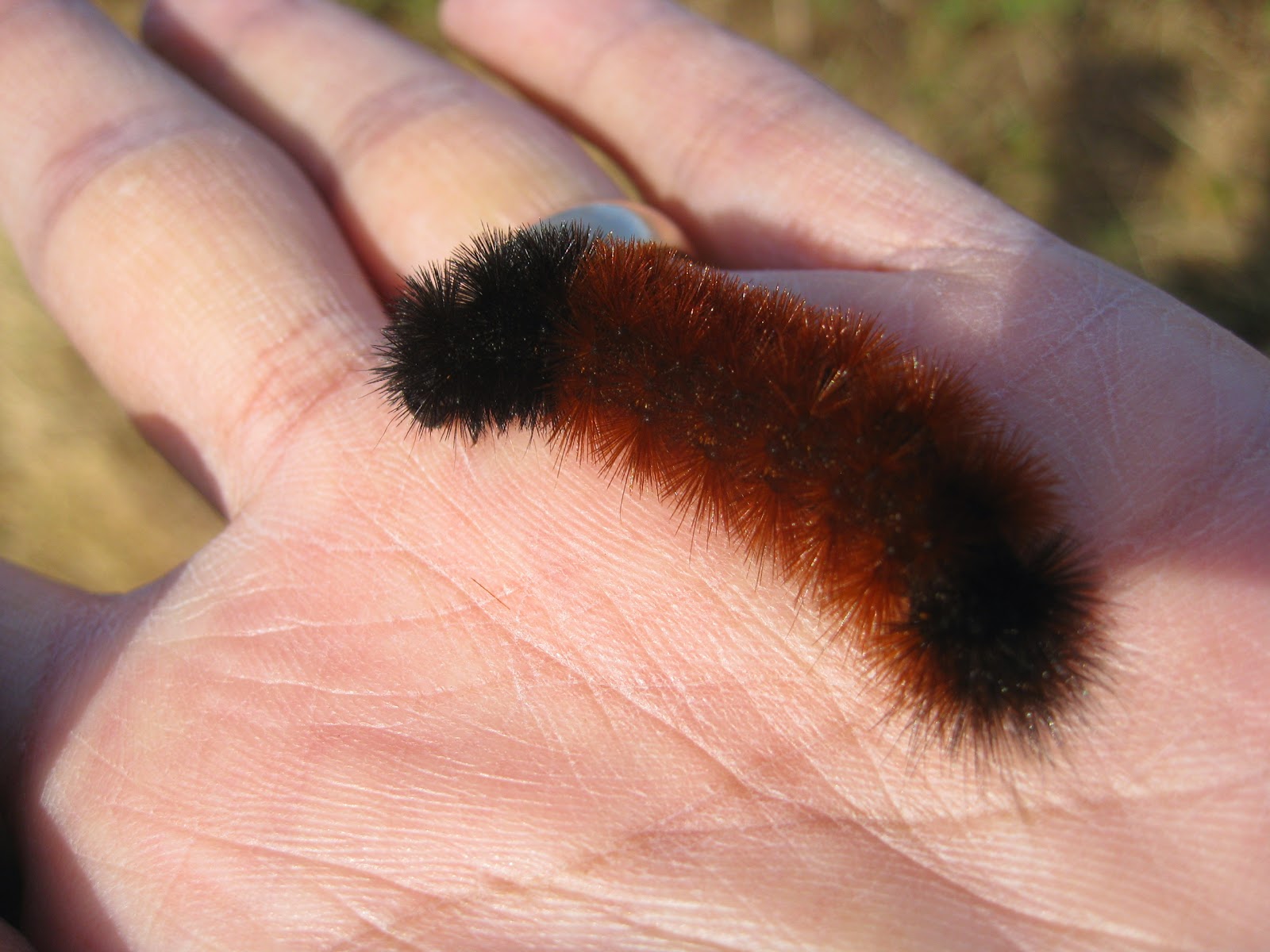 Capital Naturalist by Alonso Abugattas: Lawns, Tiger Moths, and Woolly Bears, Oh My