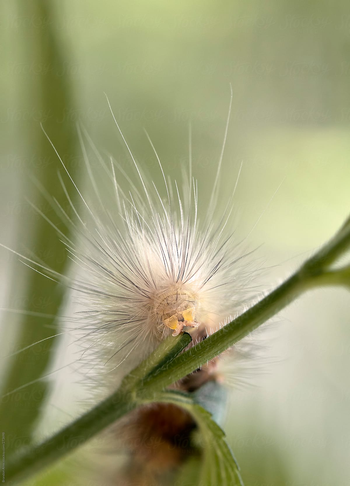 Yellow Woolly Bear Caterpillar Macro by Brandon Alms, Caterpillar