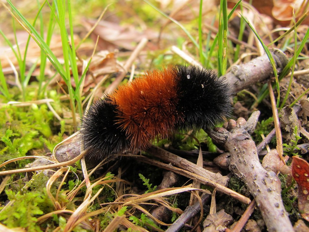 Isabella Tiger Moth Caterpillars Wallpapers - Wallpaper Cave