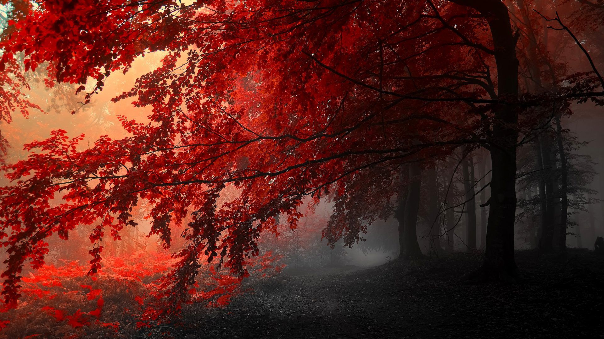 Forests: Autumn Splendor Peaceful Path Red Misty Forest Pathway Fog Mist Road Leaves Fall Woods Beauty Walk. Forest wallpaper, Tree HD wallpaper, Nature wallpaper