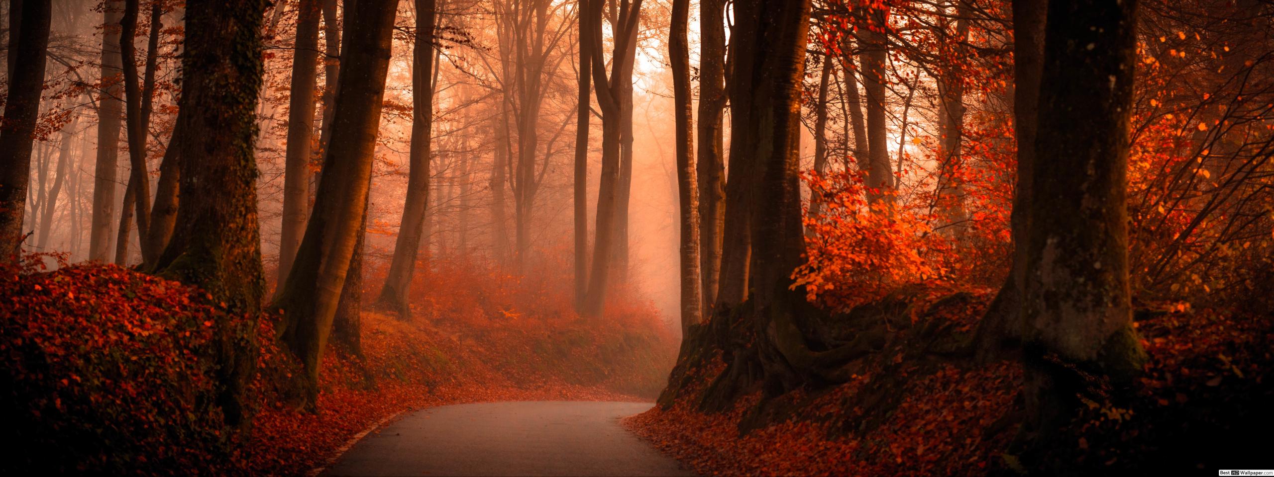 Foggy Winding Road in Autumn Forest HD wallpaper download