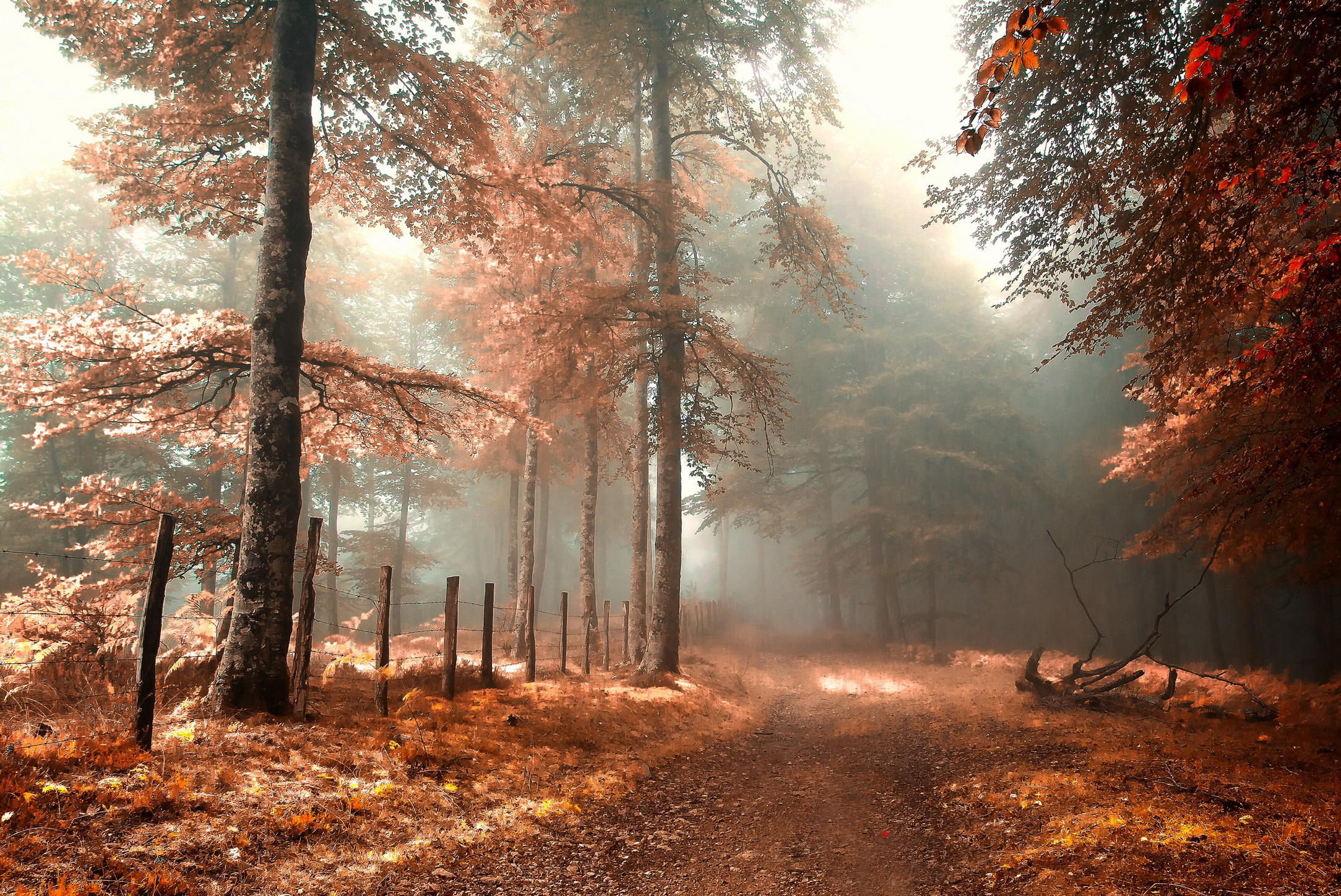 road, Fence, Fog, Forest, Autumn Wallpaper HD / Desktop and Mobile Background