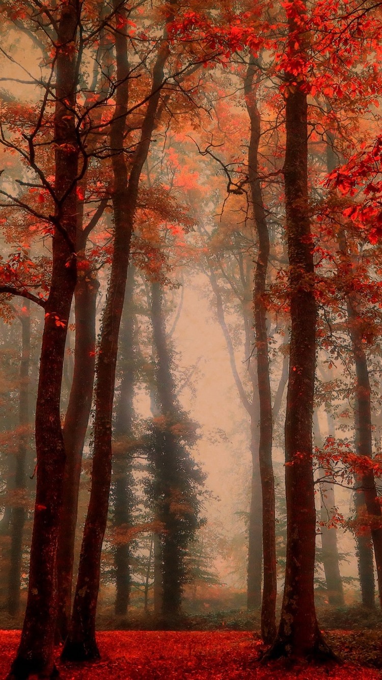 Beautiful Autumn, Trees, Red Leaves, Fog, Forest 750x1334 IPhone 8 7 6 6S Wallpaper, Background, Picture, Image