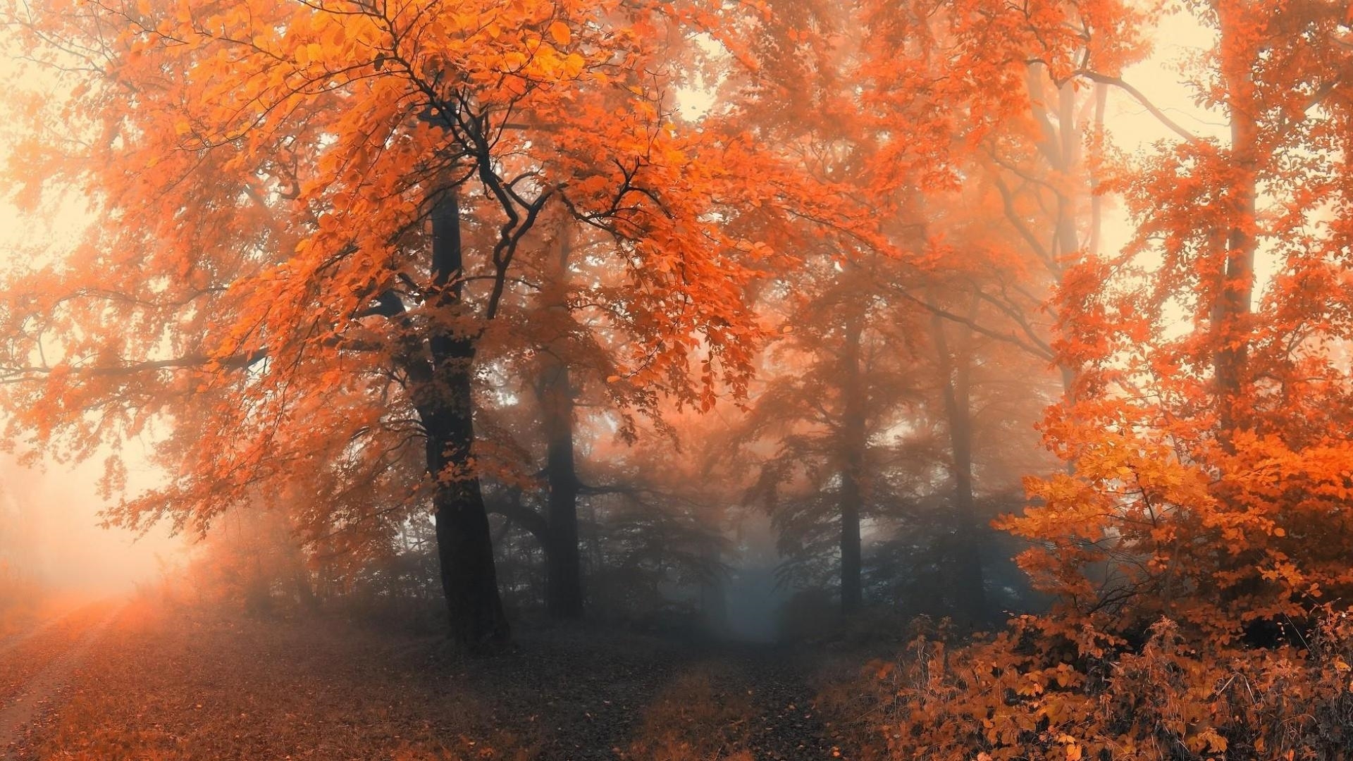 fog HD wallpaper, Background