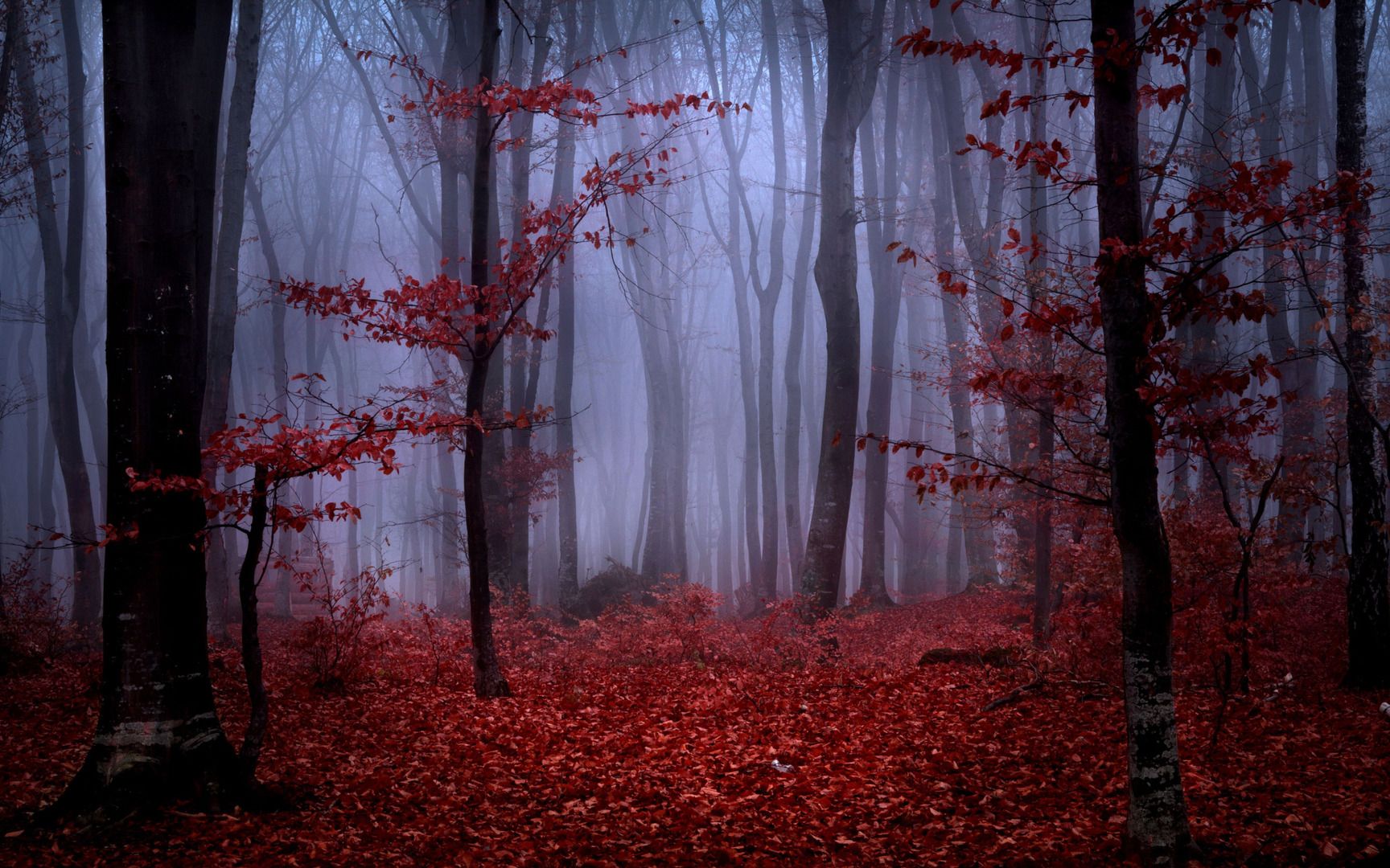Red Flags: An Untold Story, Part II. Foggy forest, Autumn forest, Forest wallpaper