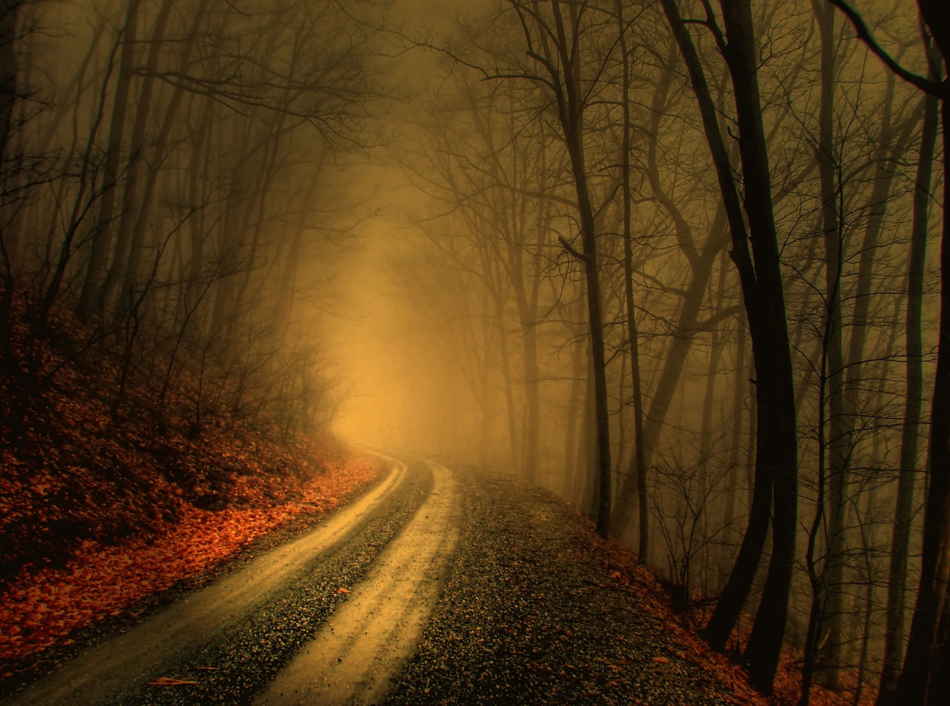 autumn fog forests mist paths wallpaper / Wallbase.cc. Scenery, Foggy forest, Forest road