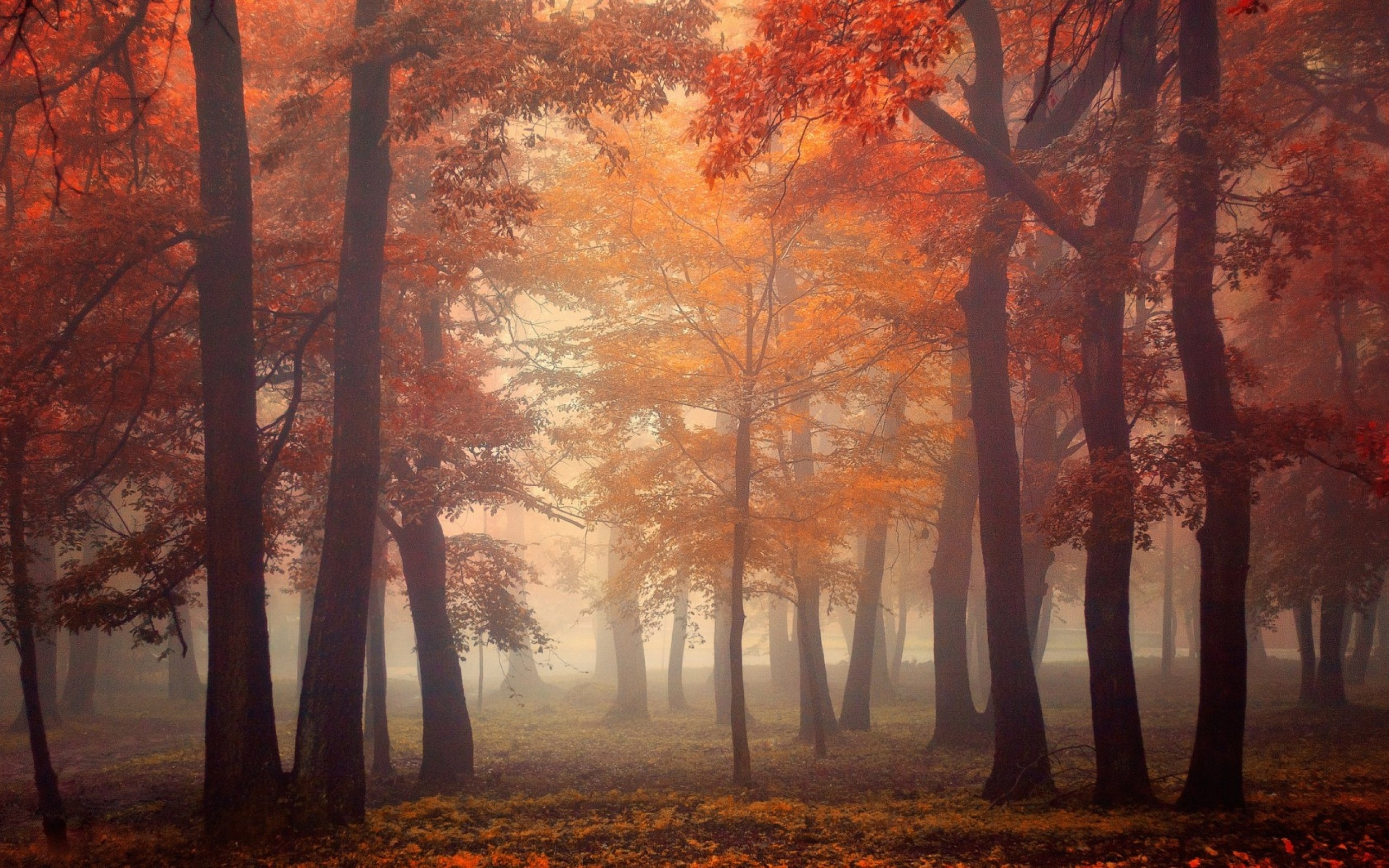 Foggy Forest Wallpaper, Image, Background, Picture