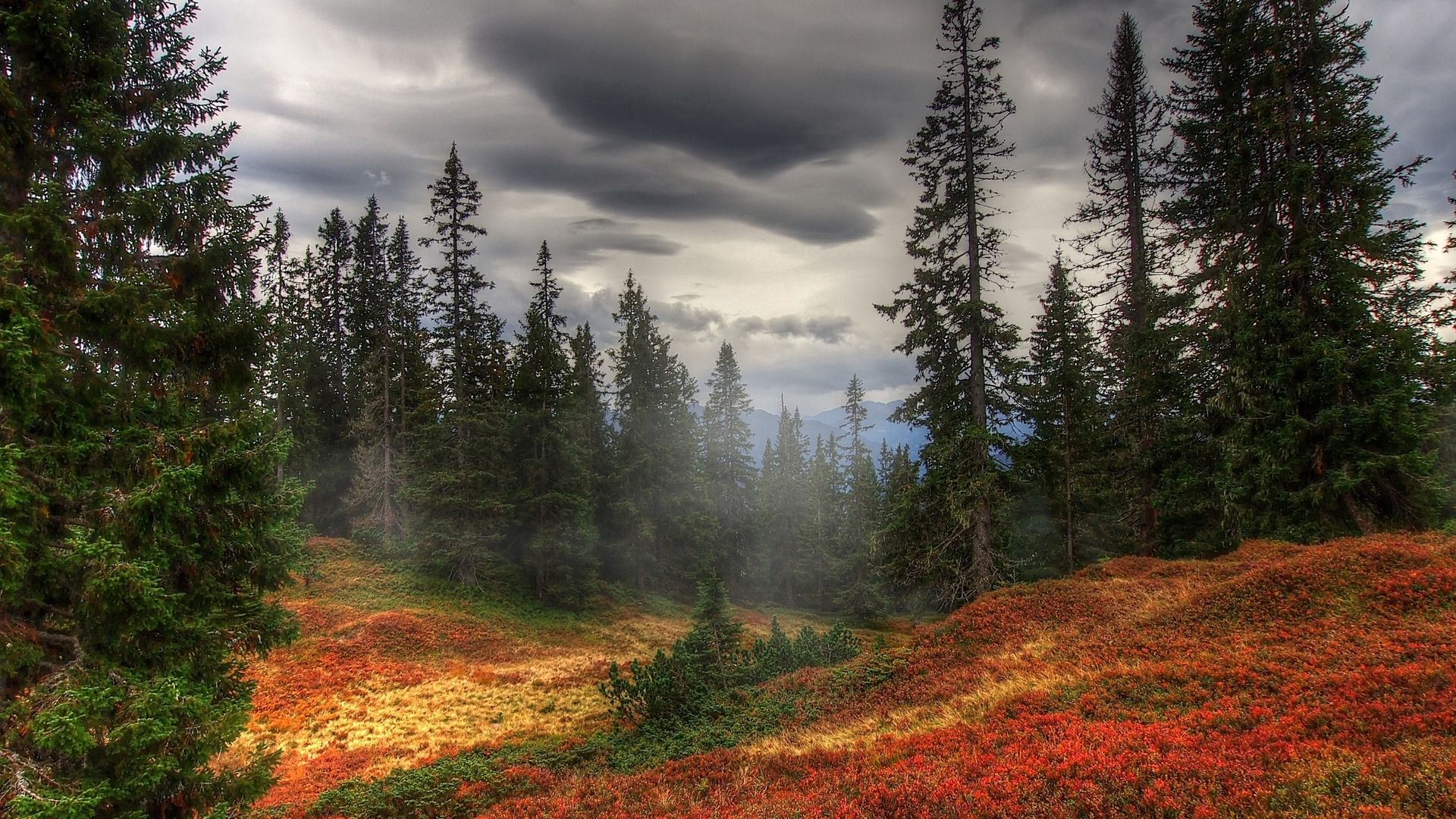 Download wallpaper 1920x1080 autumn, fog, trees, forest full hd, hdtv, fhd, 1080p HD background