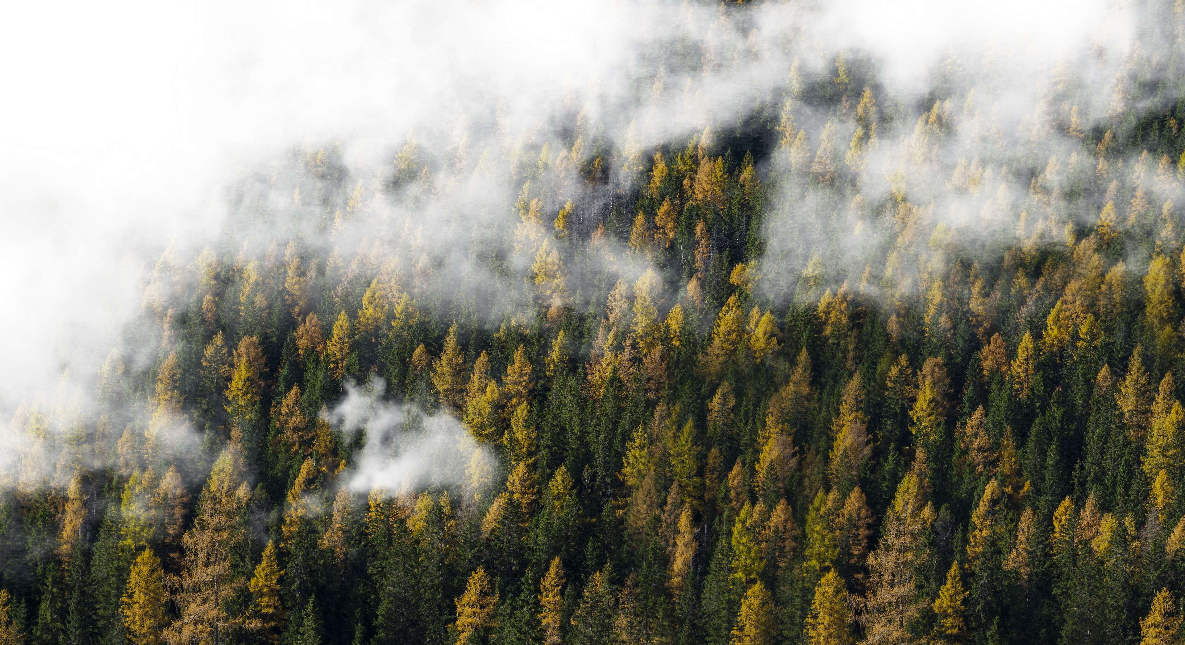 autumn, clouds, fall, fog, foggy, forest, nature, trees 4k wallpaper. Mocah HD Wallpaper