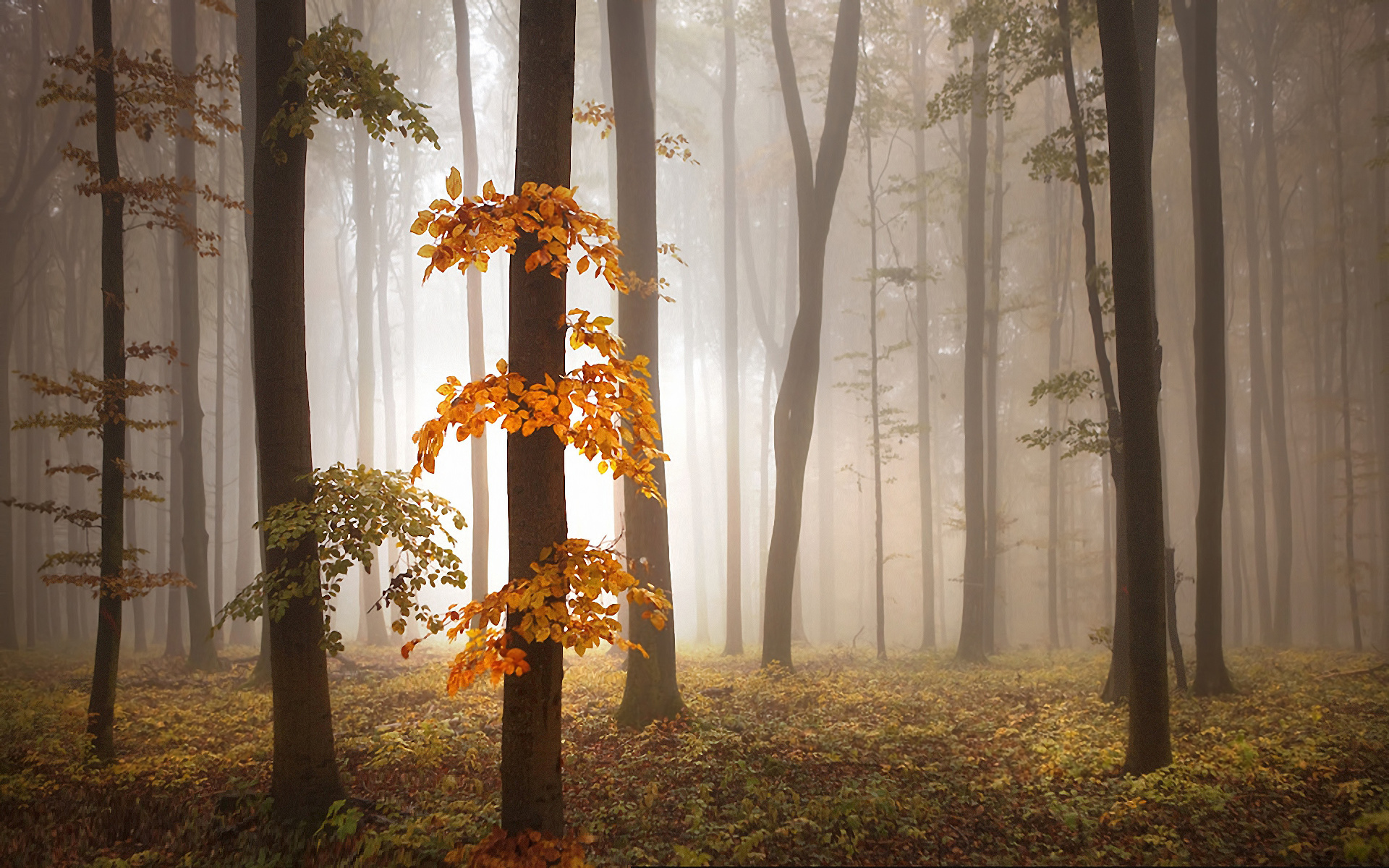 Autumn Foggy Forest Wallpaper