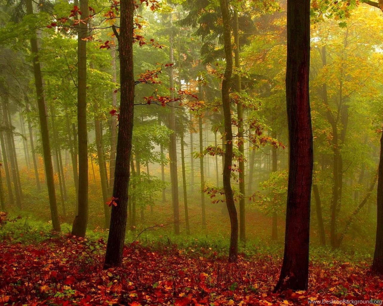 Beautiful Foggy Forest In The Autumn Wallpaper Desktop Background