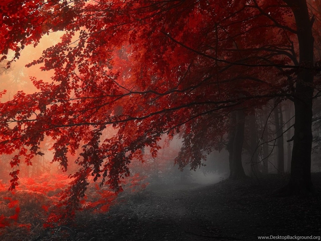 Foggy Autumn Forest Wallpaper Nature Wallpaper Desktop Background