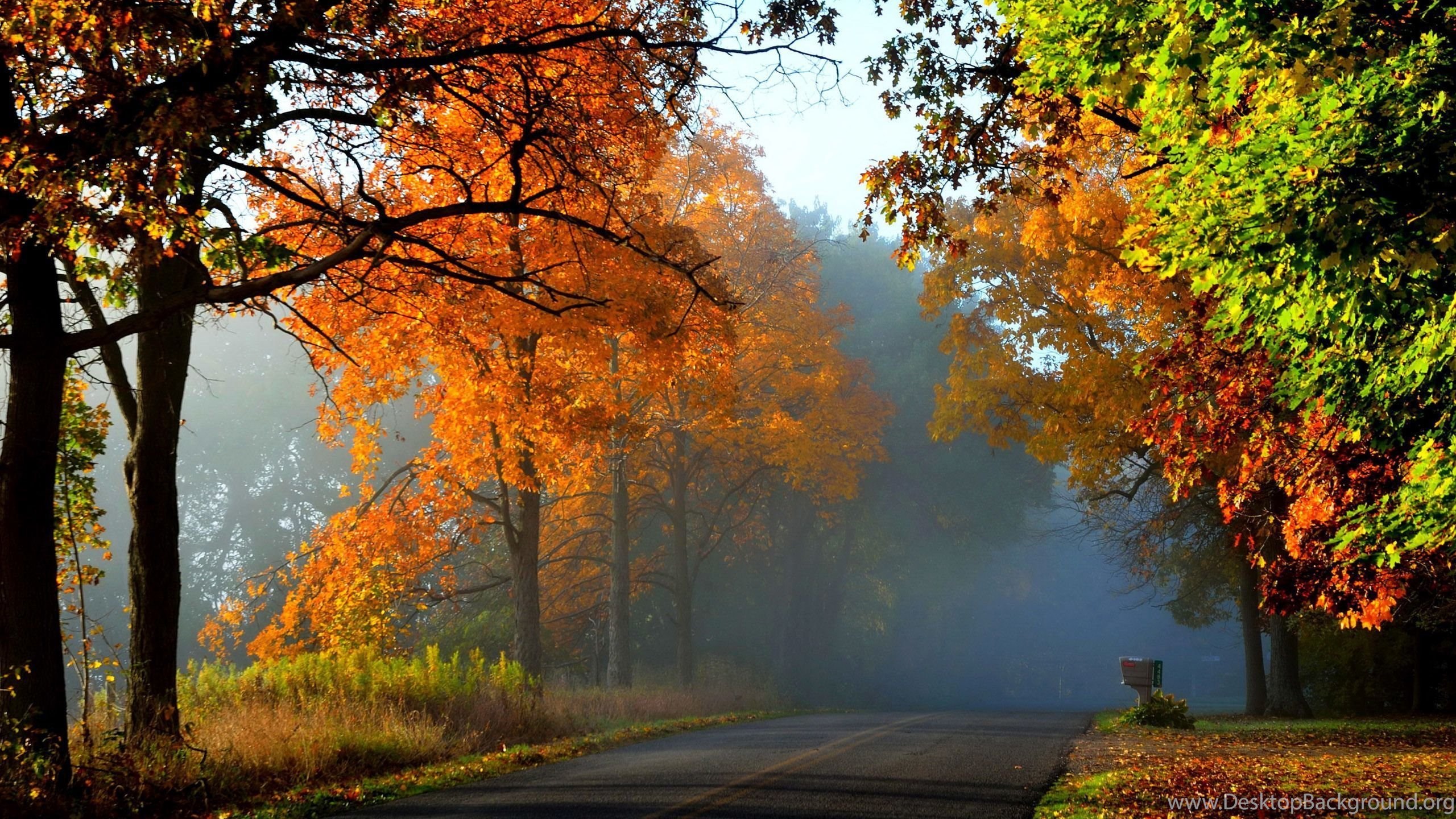 Foggy Pathumn Forest Wallpaper 25514 Desktop Background