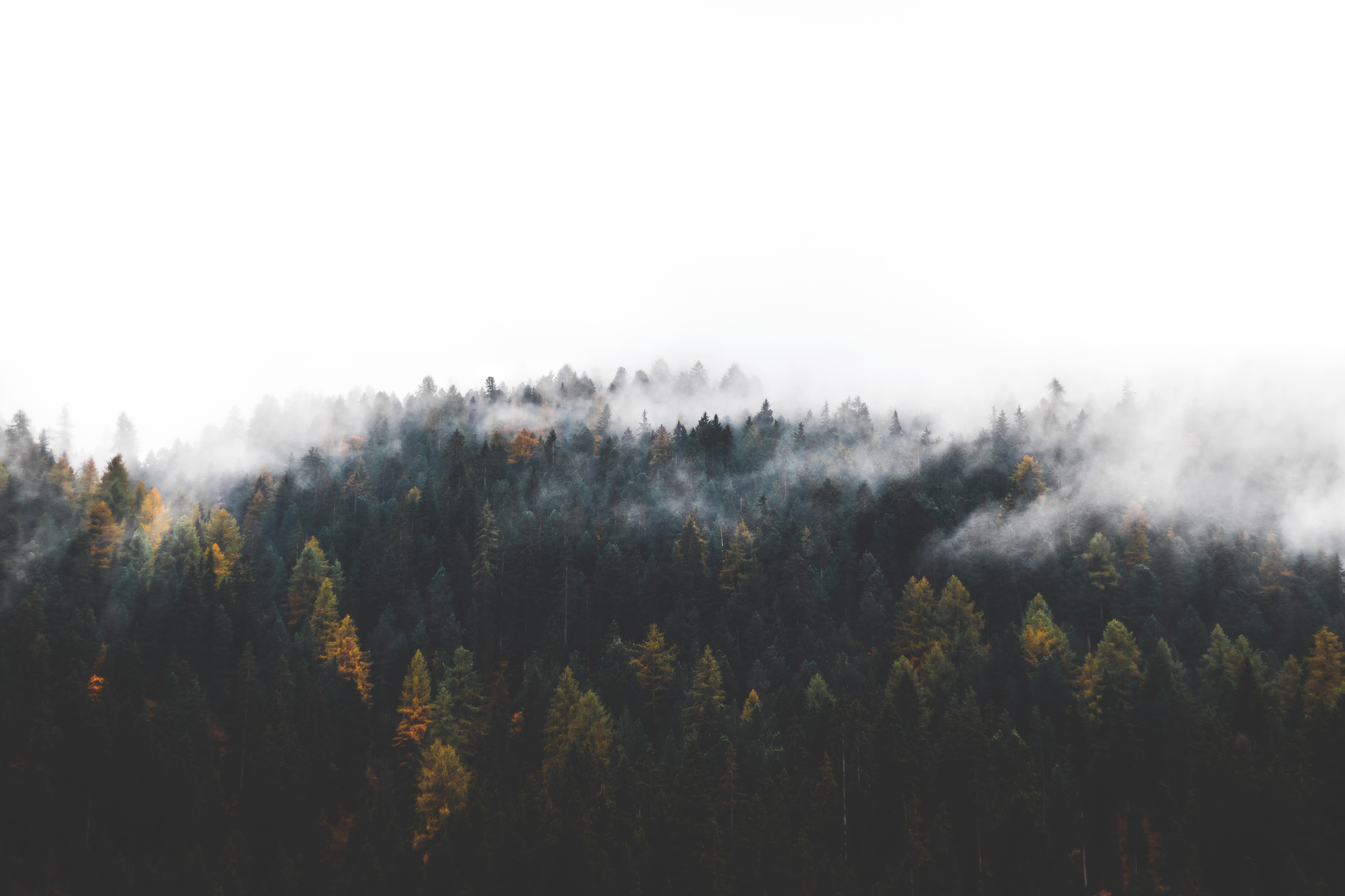 6000x4000 wallpaper, orange, tree, fall, woodland, wildlife, beauty, mist, PNG image, foggy, fog, dolomite, cloud, contrast, wood, nature, autumn, forest, landscape, dark, HD wallpaper