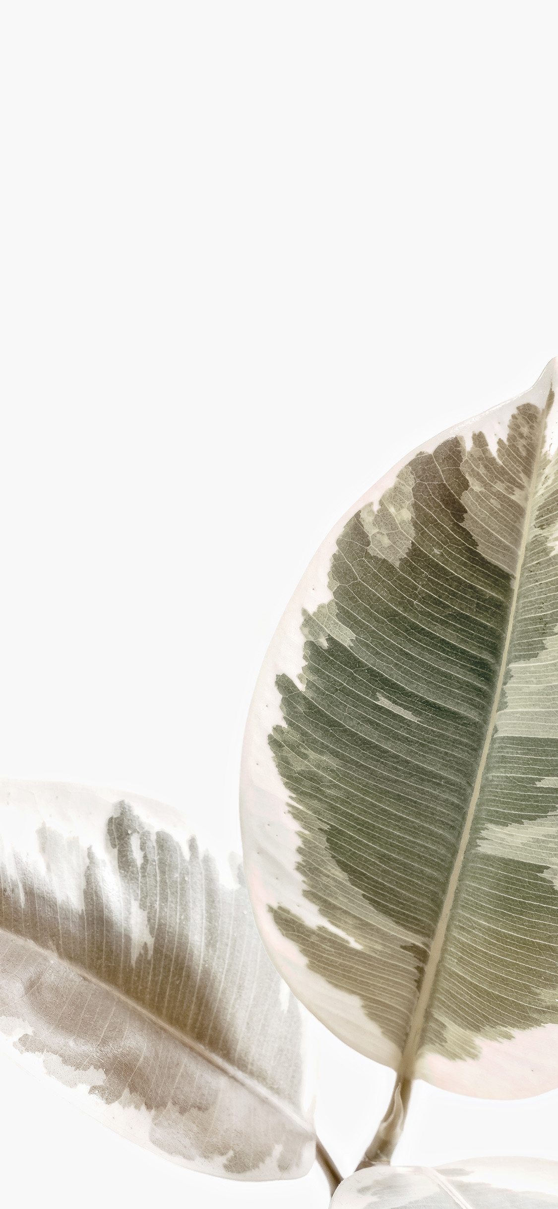 iPhone X wallpaper. white minimal simple leaf nature