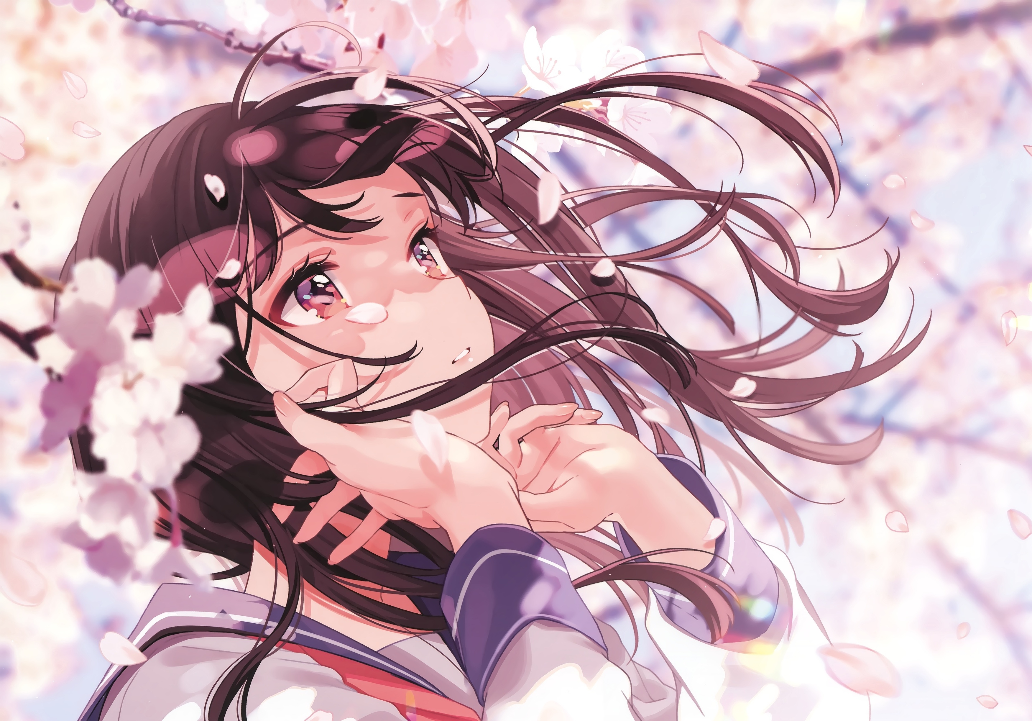 Wallpaper Brown Hair, Sakura Blossom, Beautiful Anime Girl, School Uniform, Profile View:3500x2444