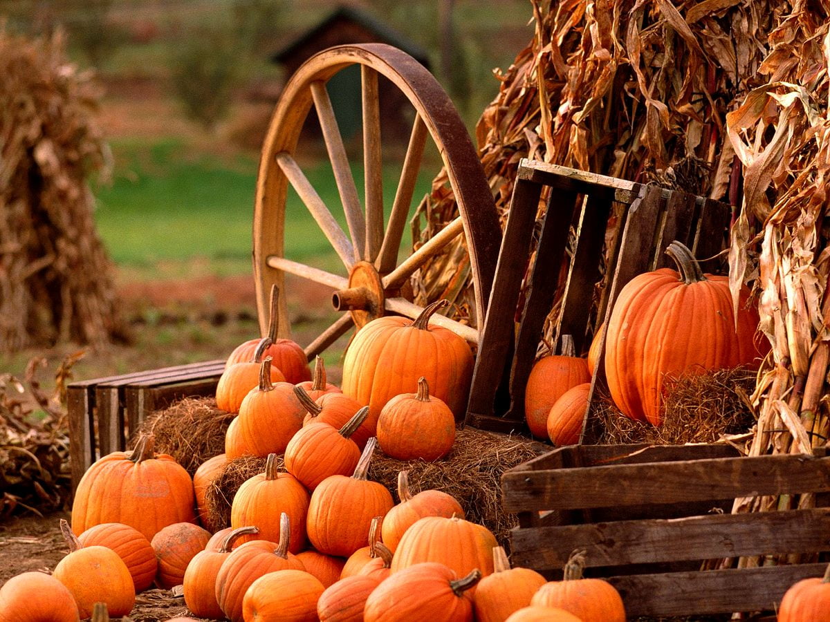 Background Autumn, Pumpkin, Vegetables. TOP Free picture