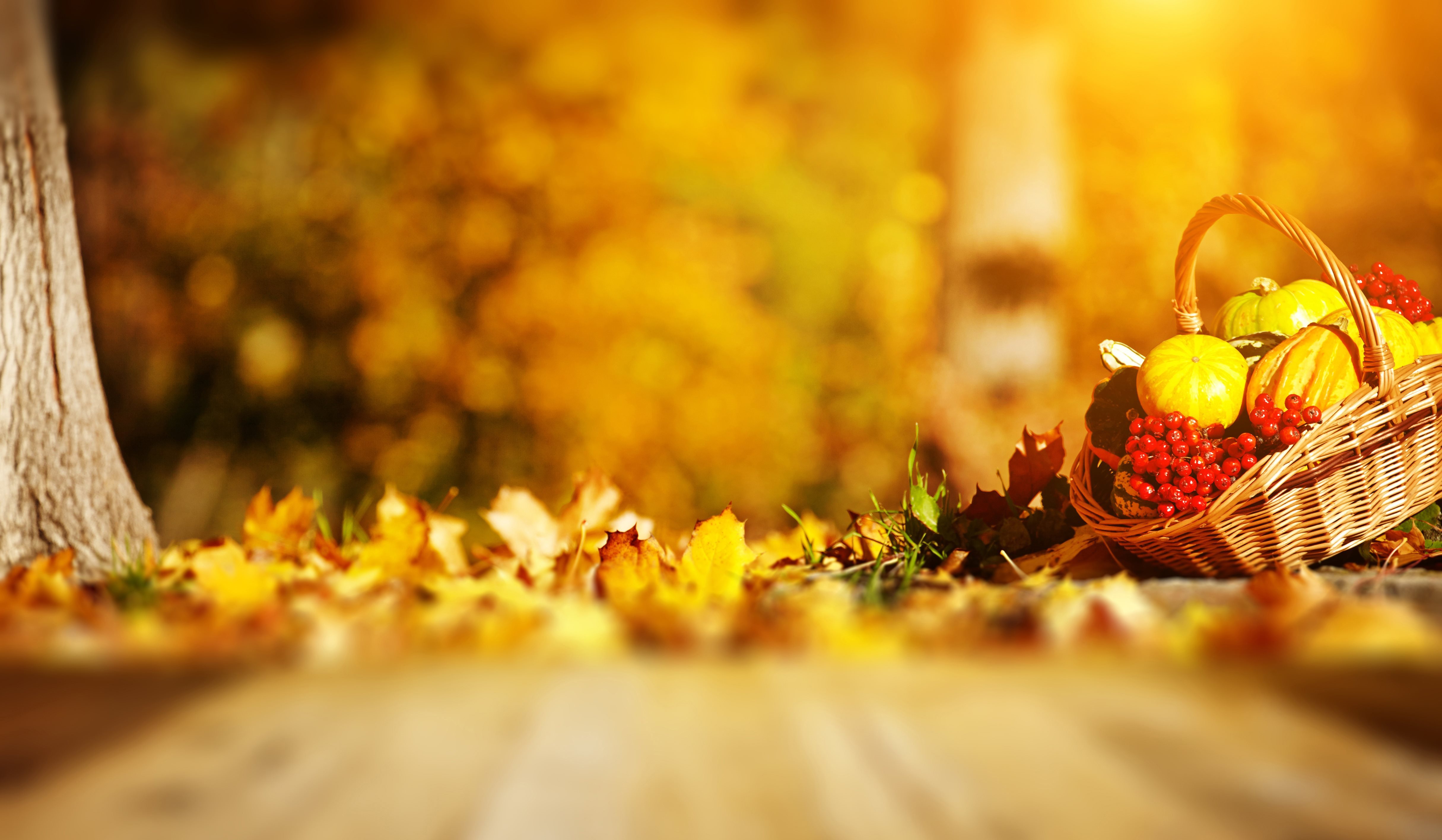 Download wallpaper paul, board, the barrel, basket, tree, vegetables, leaves, fruits, autumn, pumpkin, nature, berries, rowan for desktop with resolution 4860x2832. High Quality HD picture wallpaper