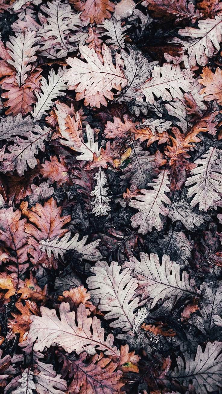 Gorgeous Happy Fall iPhone X Wallpaper. Preppy Wallpaper. Fall wallpaper, Oak leaf art, Preppy wallpaper