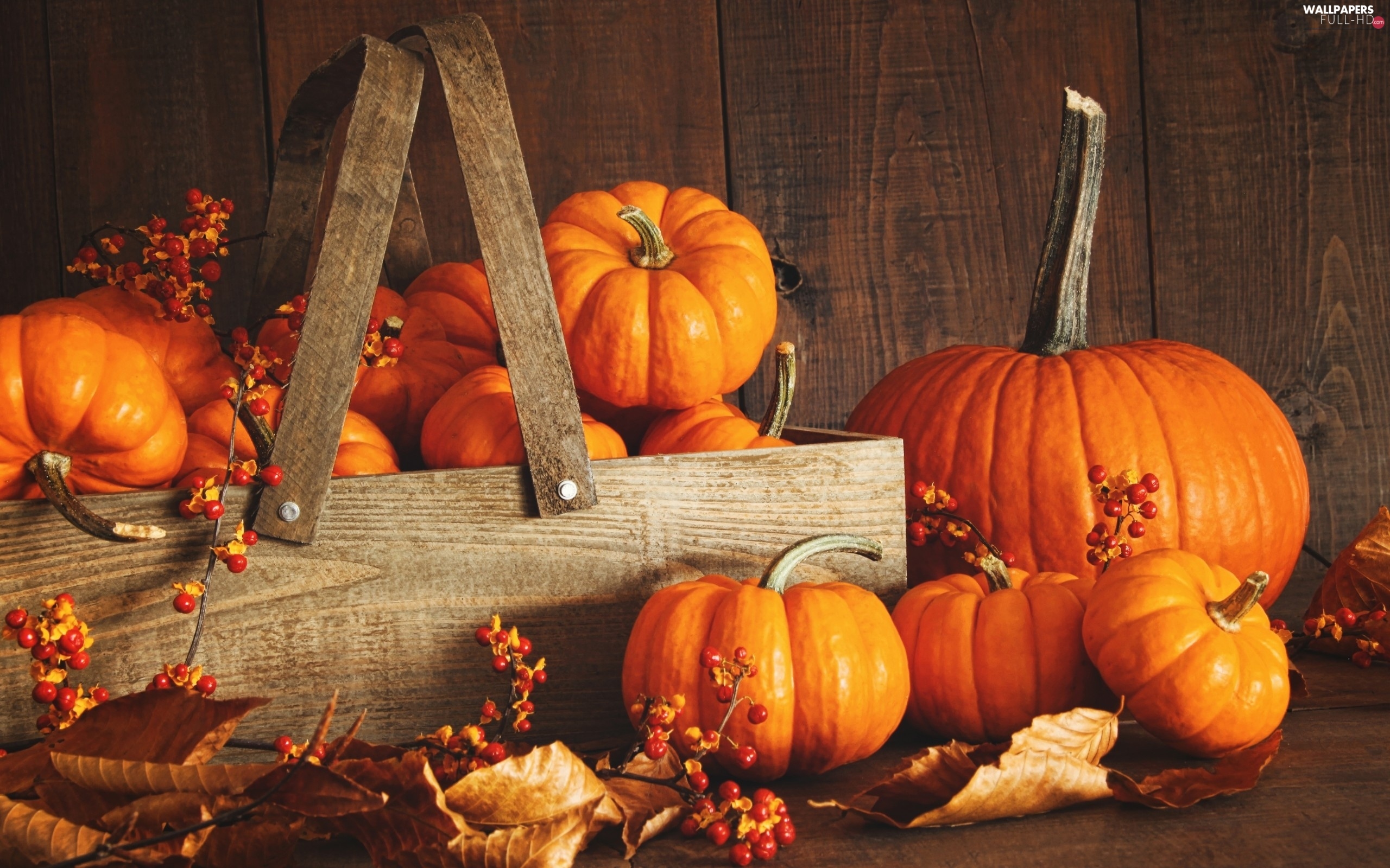 vegetables, pumpkin, autumn HD Wallpaper: 2560x1600
