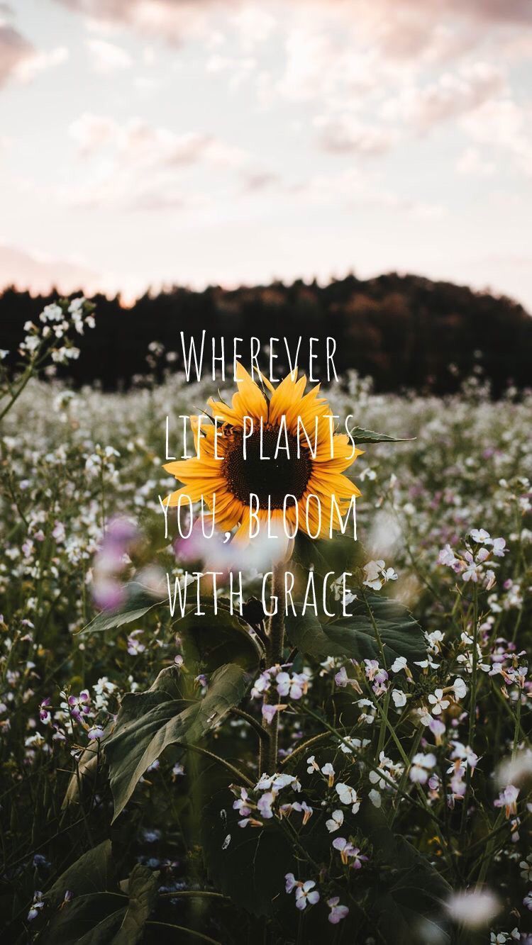 Girasole #sunflowerwallpaper #quotes #sunflower #sunset. Sunflower quotes, Sunflower wallpaper, Flower quotes