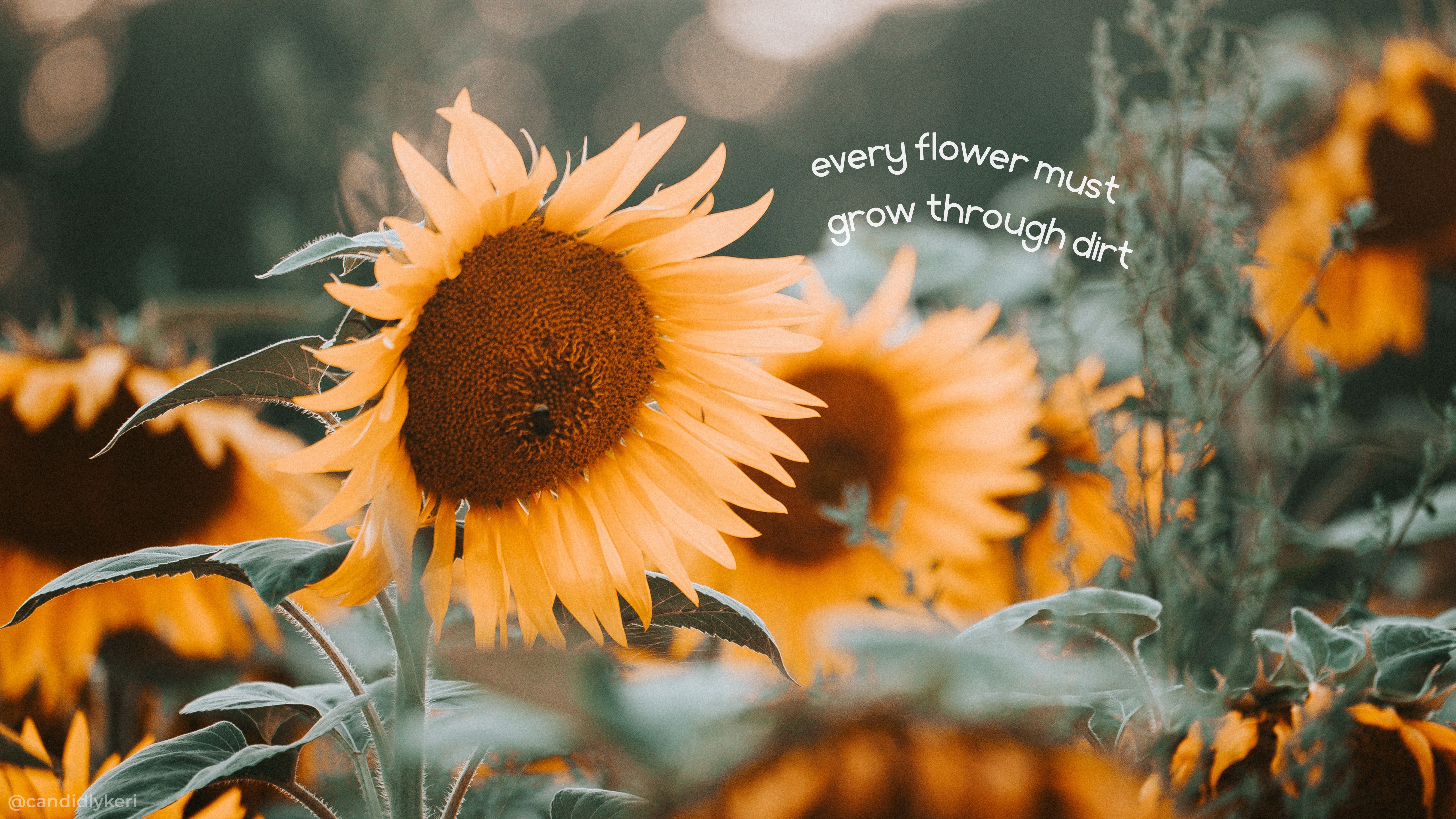 Sunflower Quotes Wallpaper Quote HD