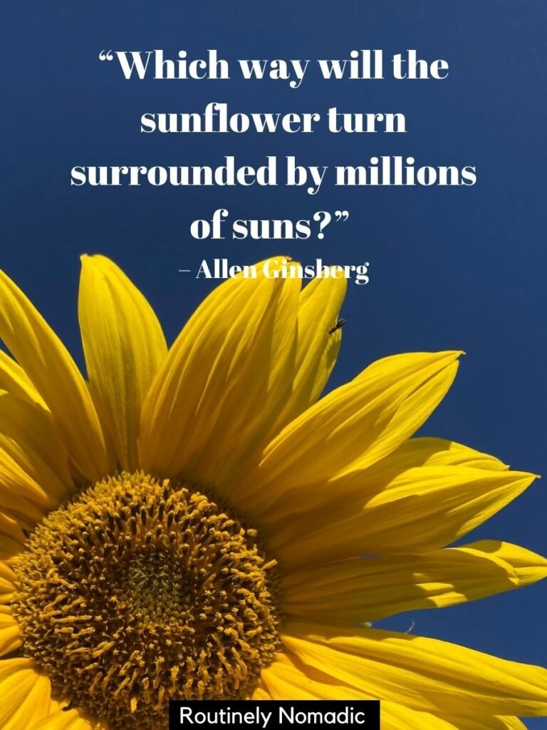 Sunflower Quotes: Amazing Sunflower Sayings for 2021