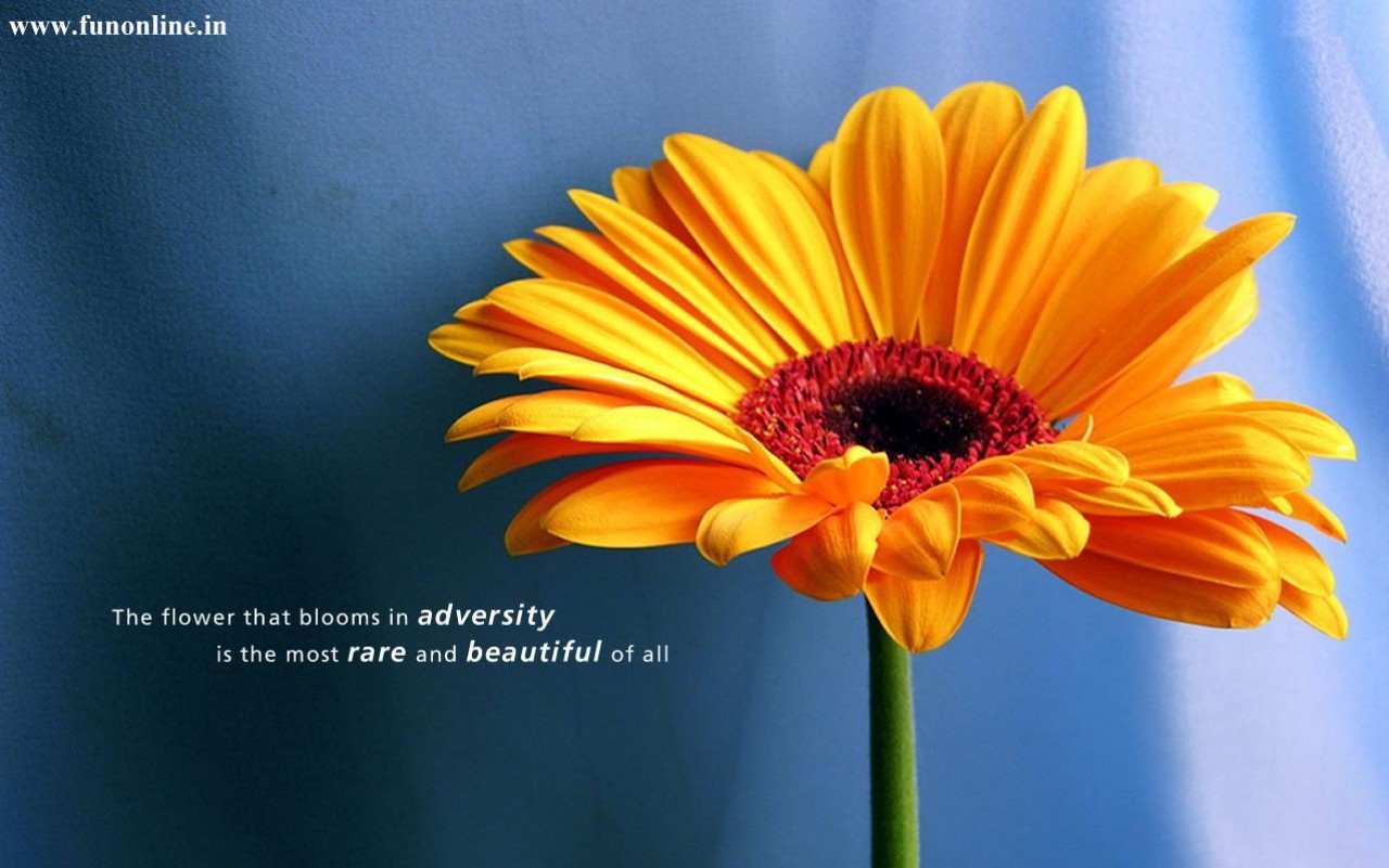 Success Quotes With Sunflowers. QuotesGram