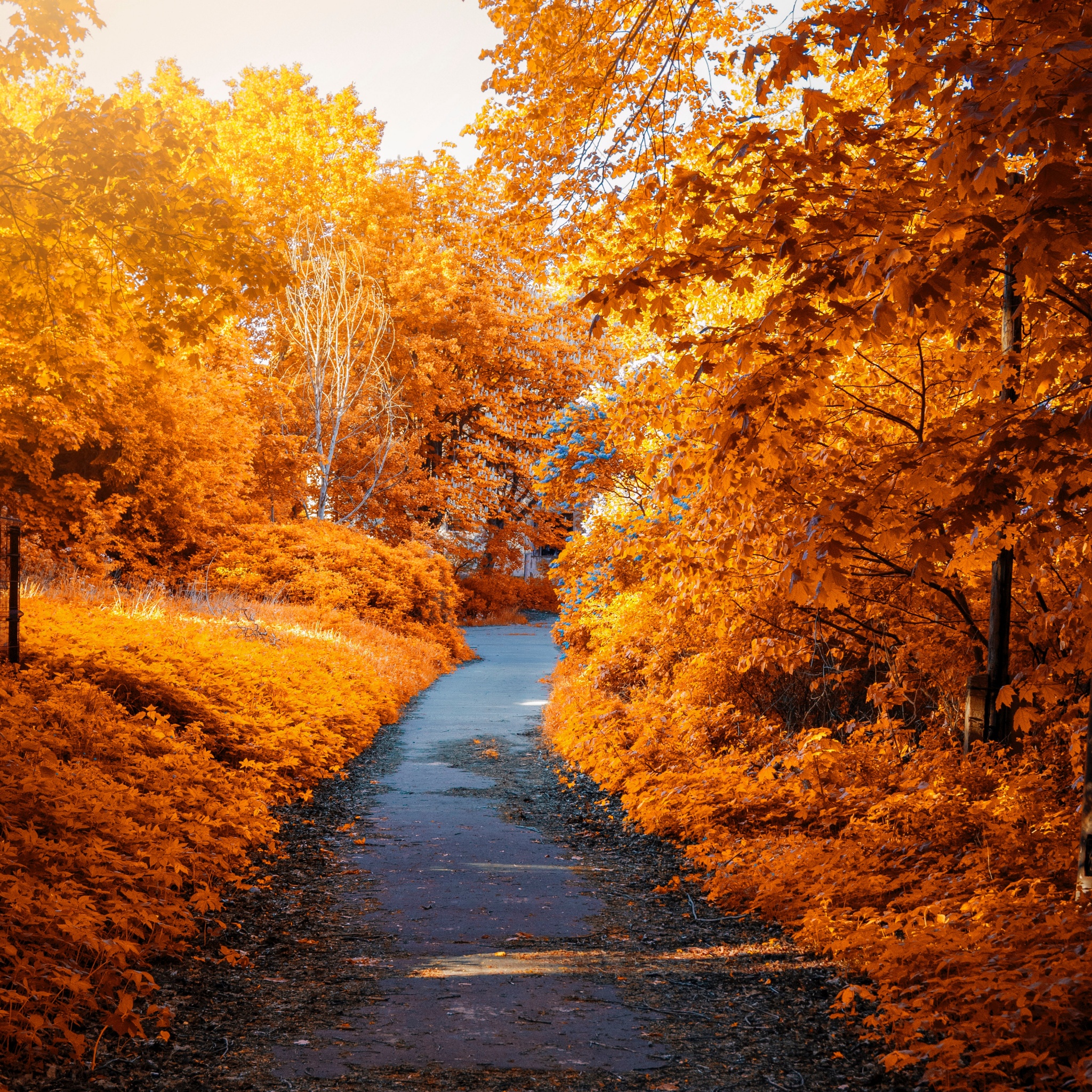 Maple trees Wallpaper 4K, Fall, Autumn, Path, Woods, Fall Foliage, Yellow, Nature