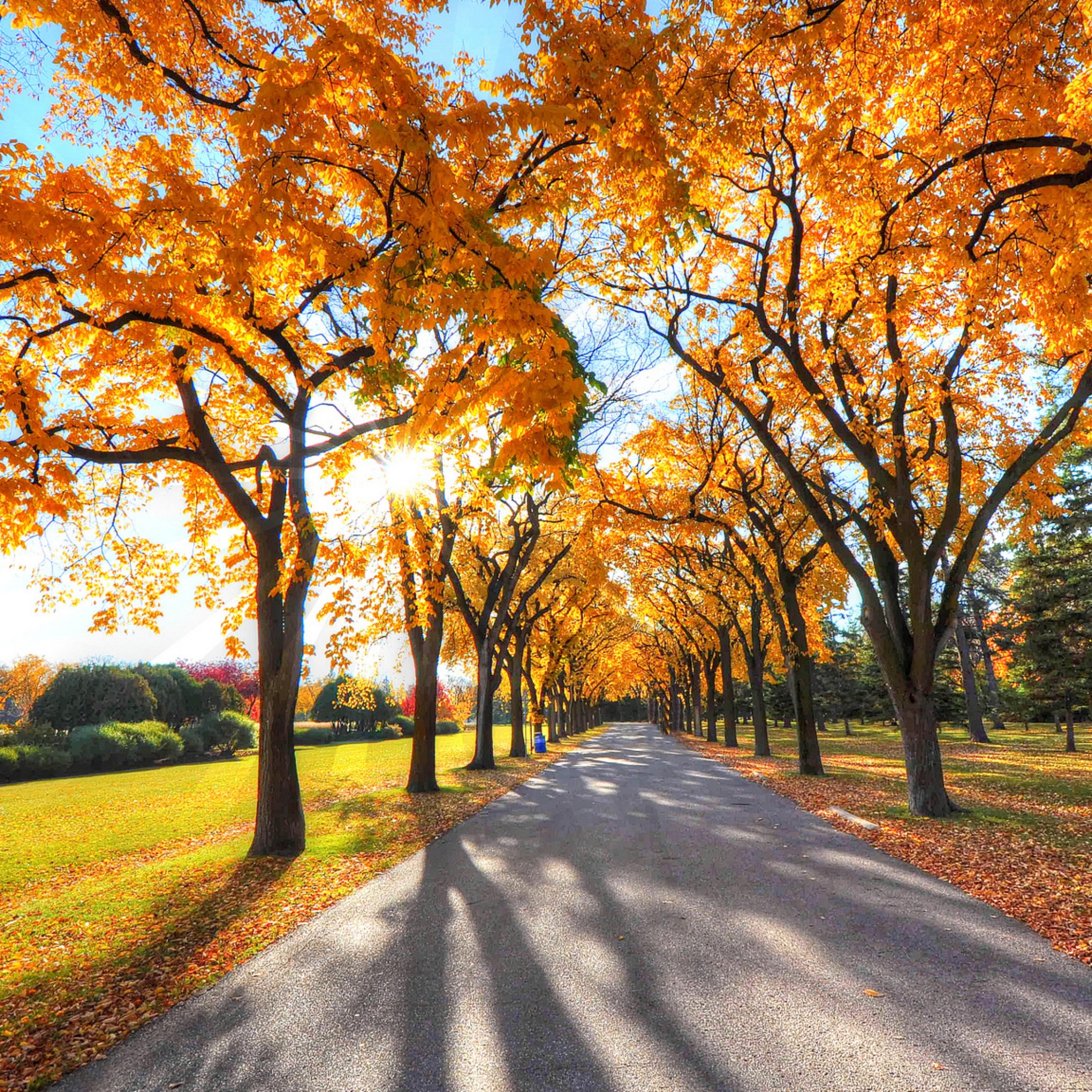 Autumn Alley Park iPad Pro Retina Display HD 4k Wallpaper, Image, Background, Photo and Picture