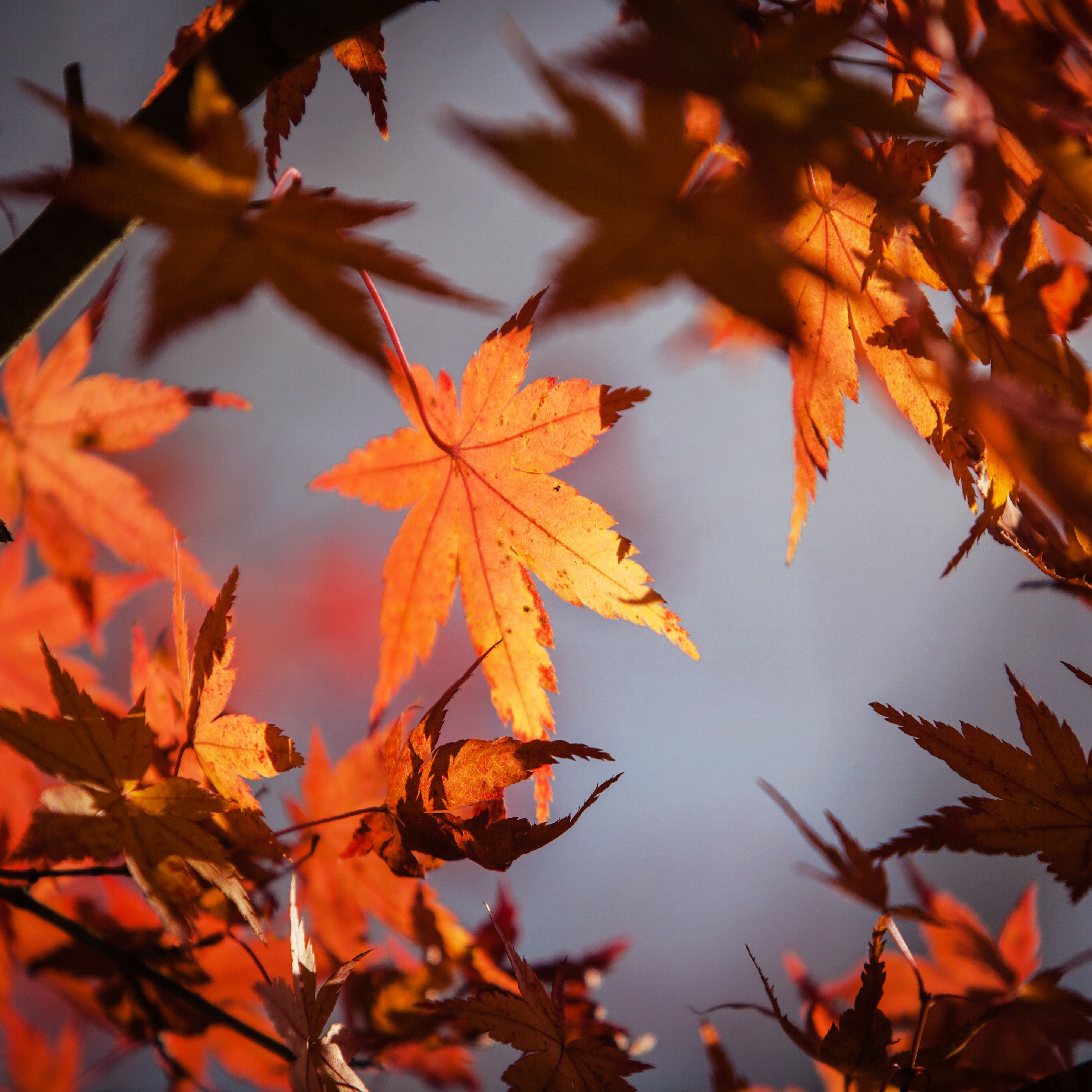 Autumn Leaves 4k 5k iPad Pro Retina Display HD 4k Wallpaper, Image, Background, Photo and Picture