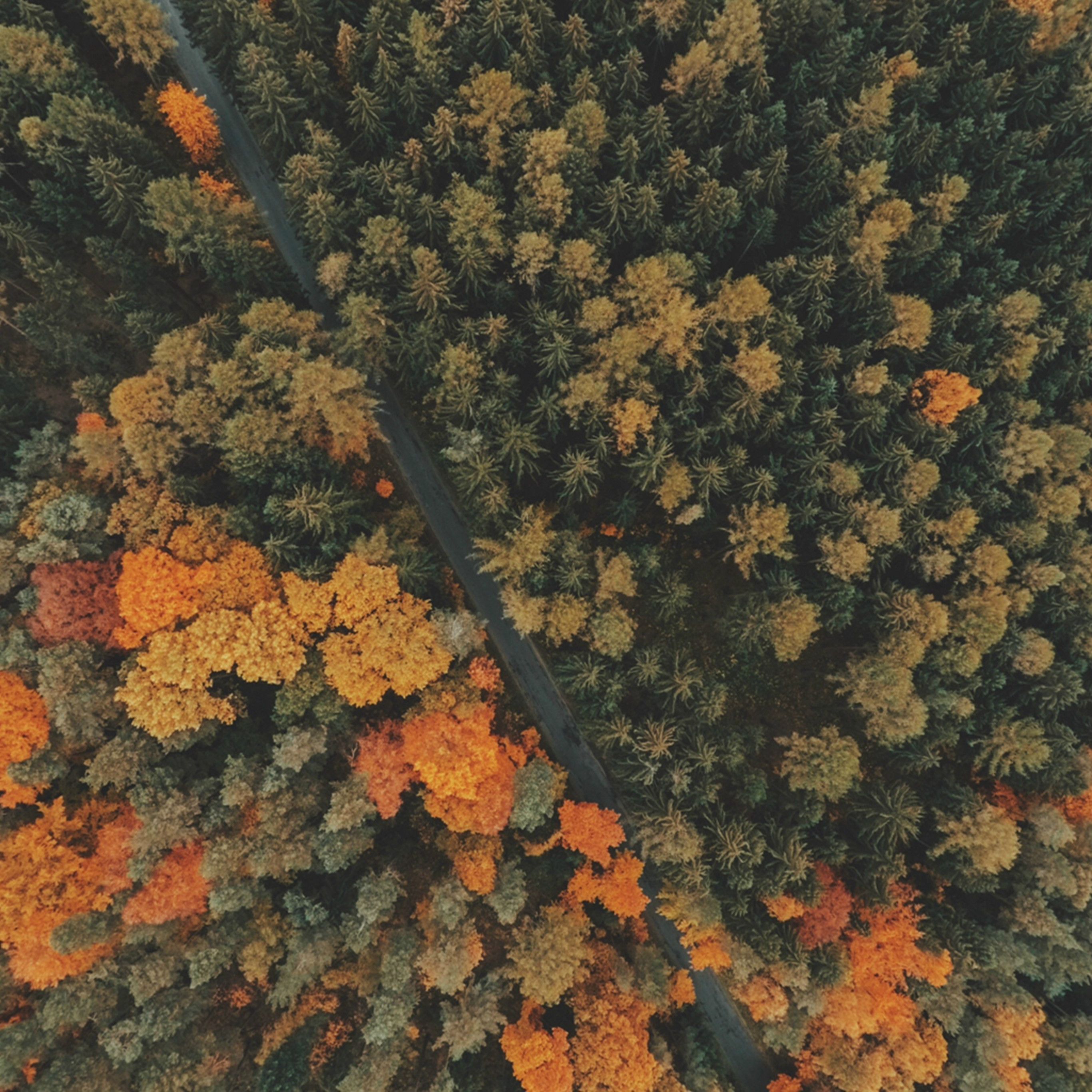 Forest Trees Top View #iPad #Pro #wallpaper. Fall wallpaper, Trees top view, Autumn forest