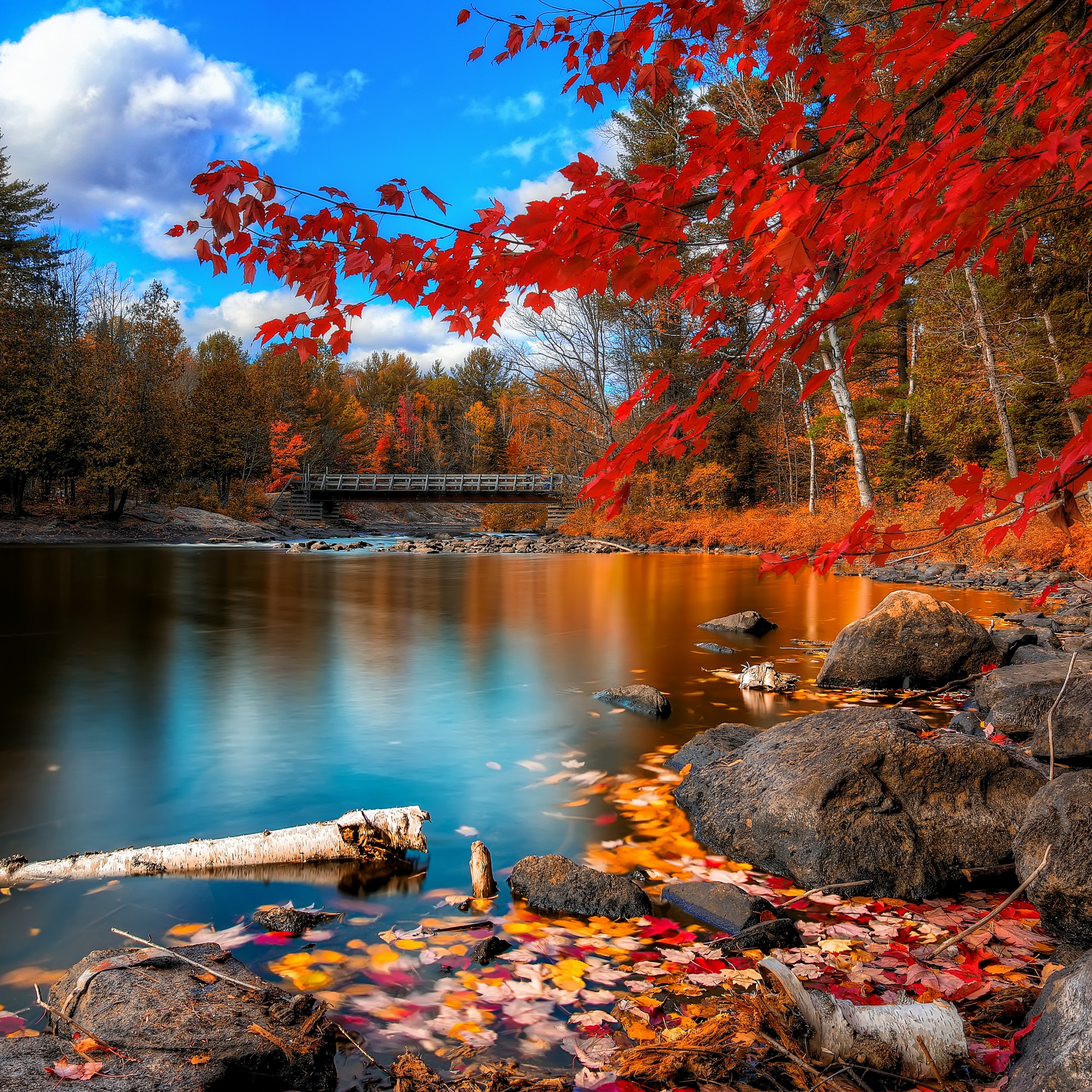 Autumn Forest Wallpaper 4K, Maple trees, Lake, Wooden bridge, Autumn leaves, Nature