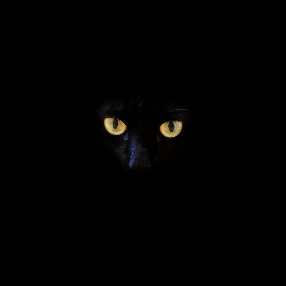 Dark Cat Wallpaper