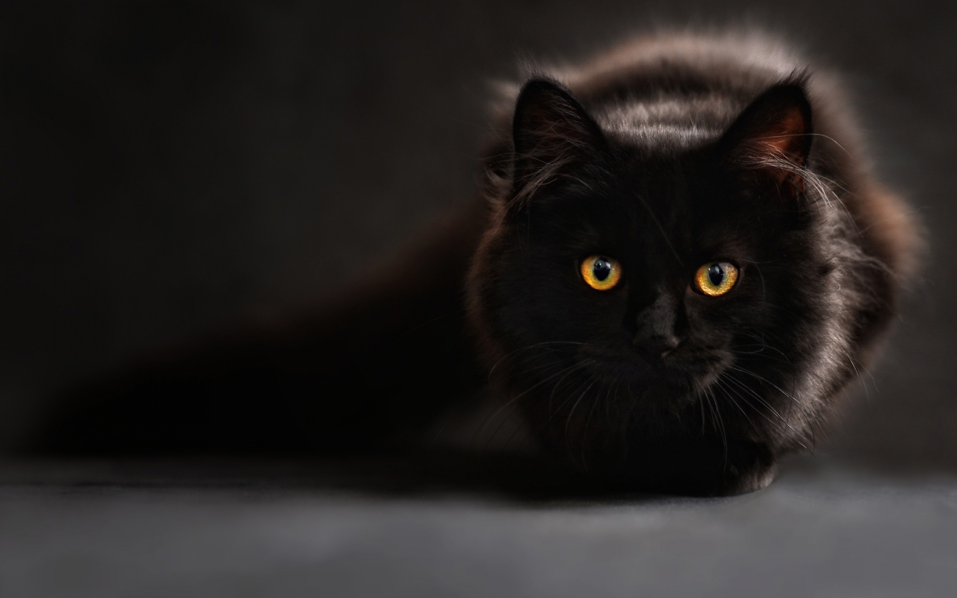 Wallpaper 4k Black Cat Wallpaper