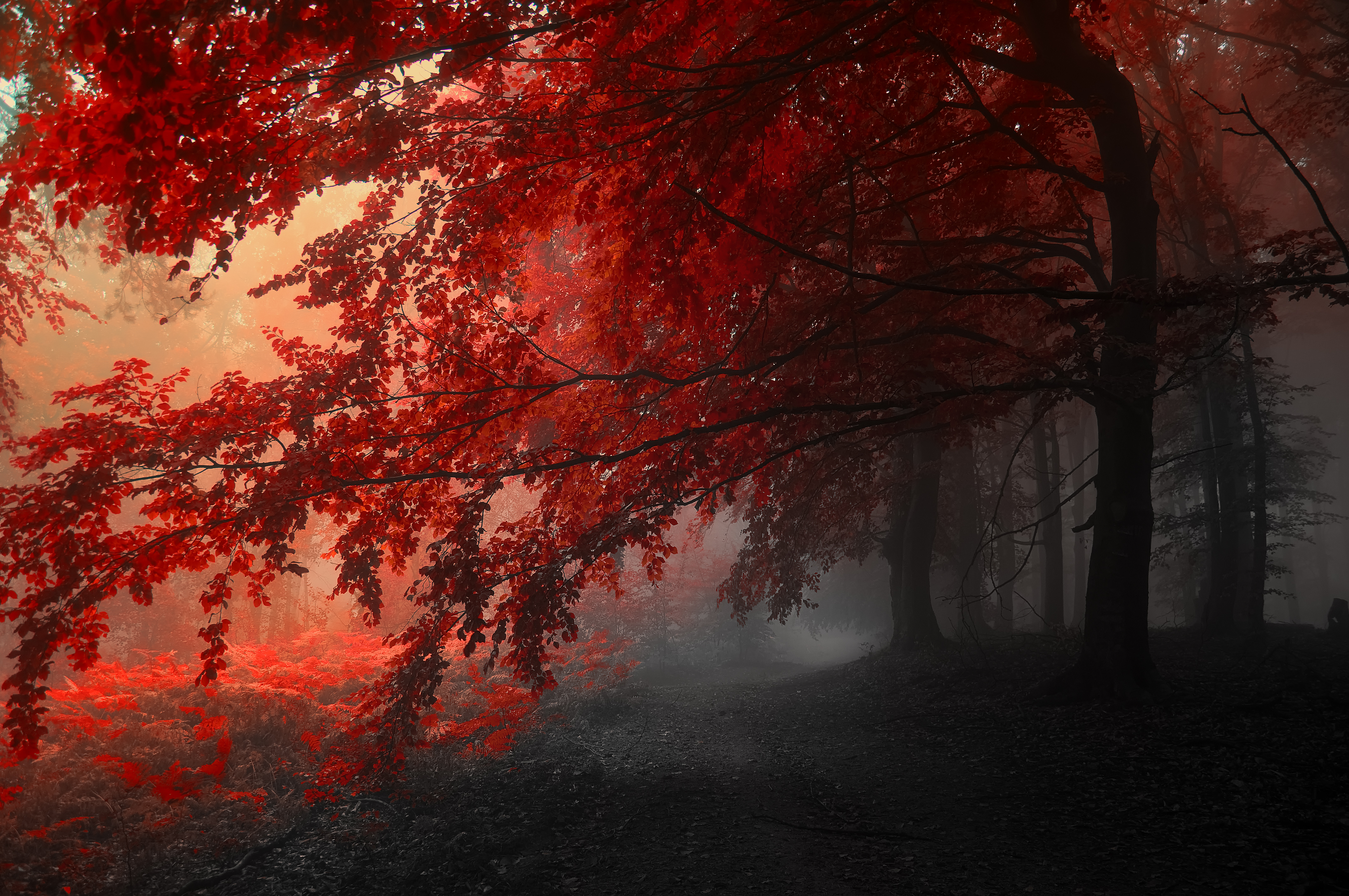 4K Fall Wallpaper