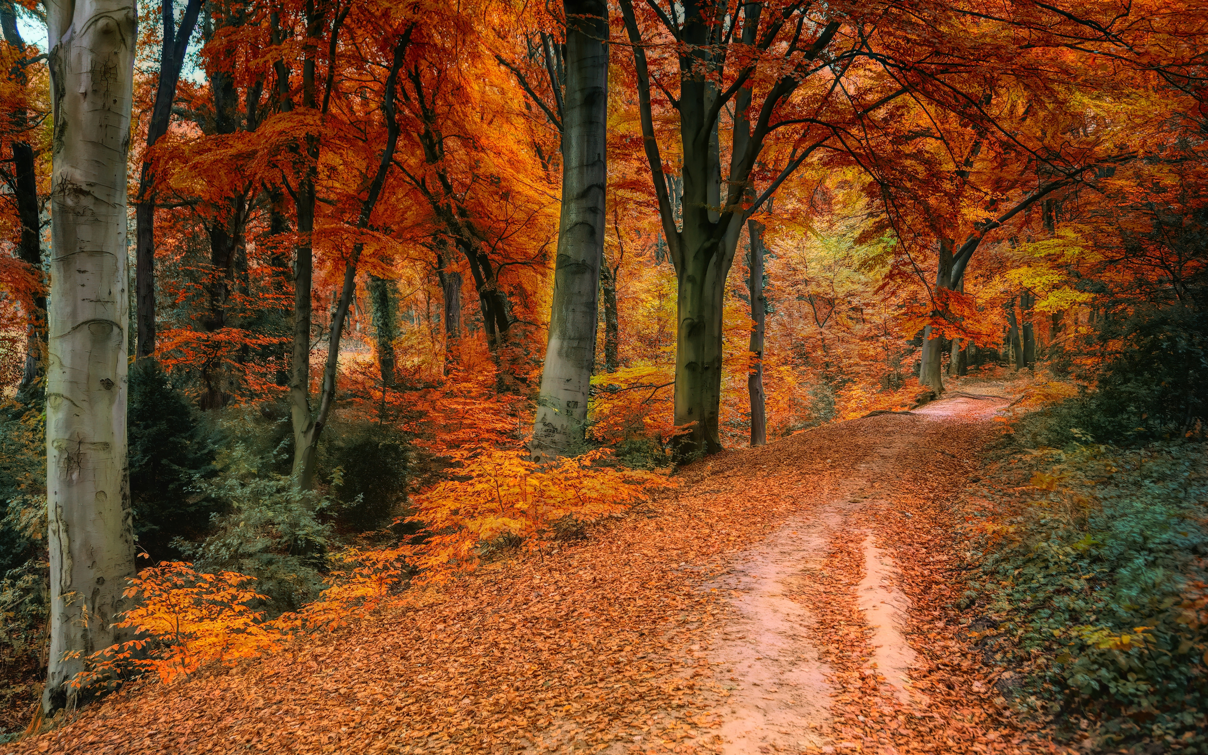 Download 3840x2400 wallpaper autumn, tree, fall, pathway, 4k, ultra HD 16: widescreen, 3840x2400 HD image, background, 15890