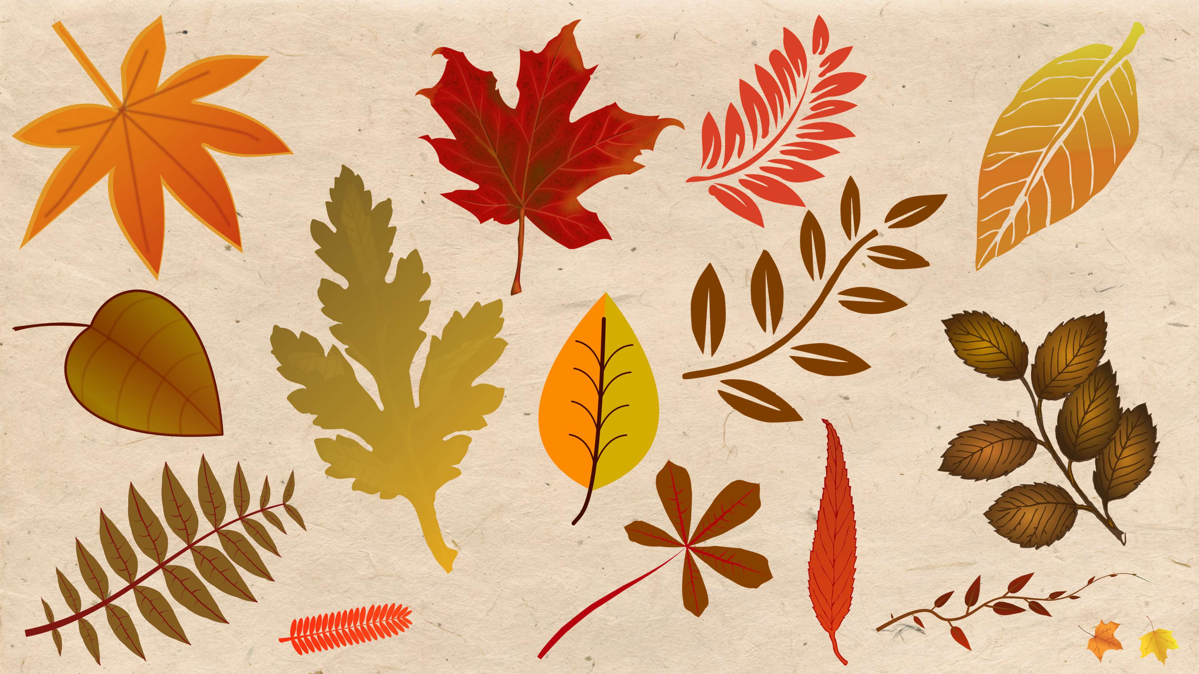fall foliage HD wallpaper, background