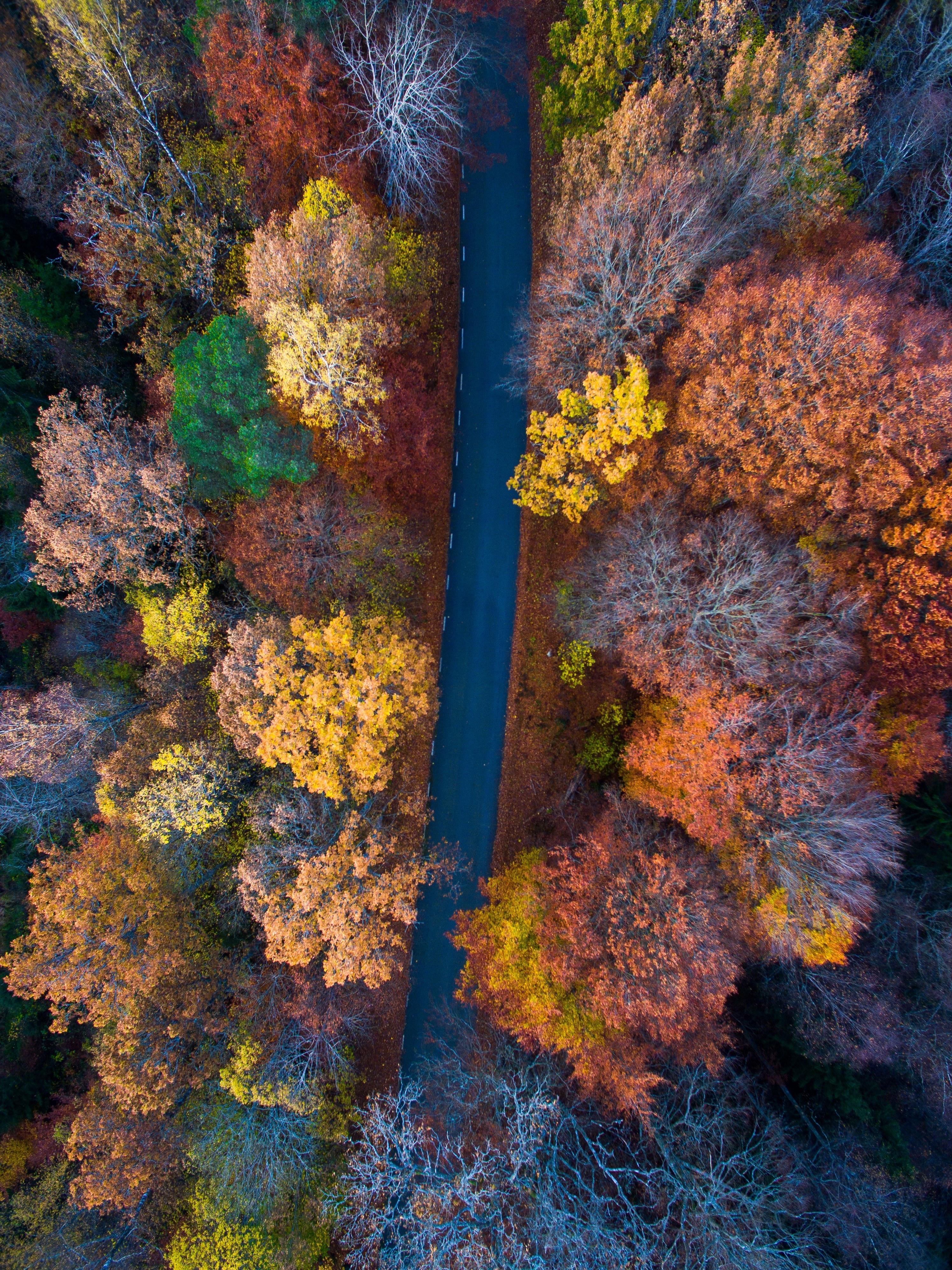 Wallpaper / a drone shot of a road between rows of autumn trees, scenic autumn road 4k wallpaper