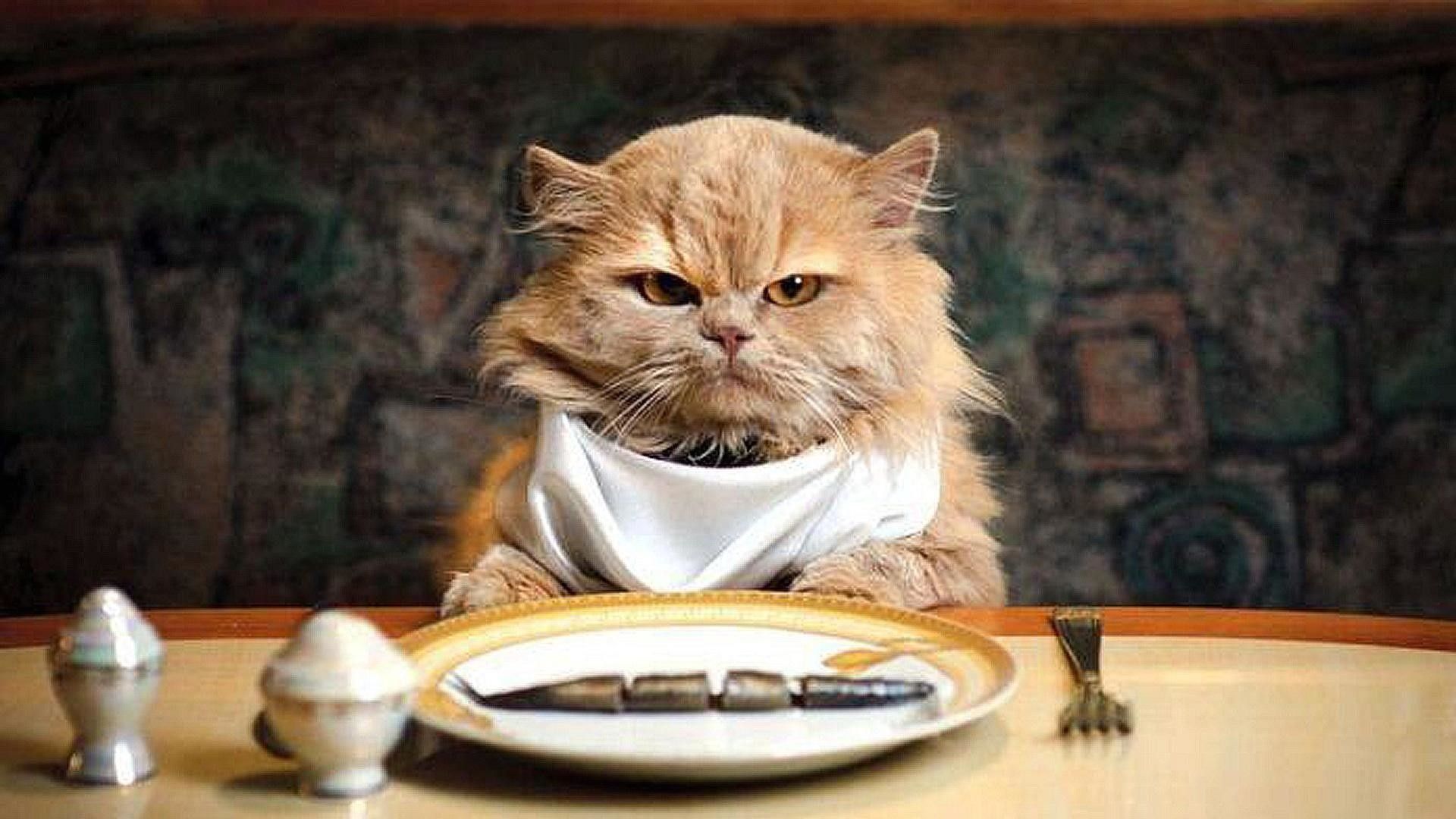Cat Eating Wallpapers Wallpaper Cave