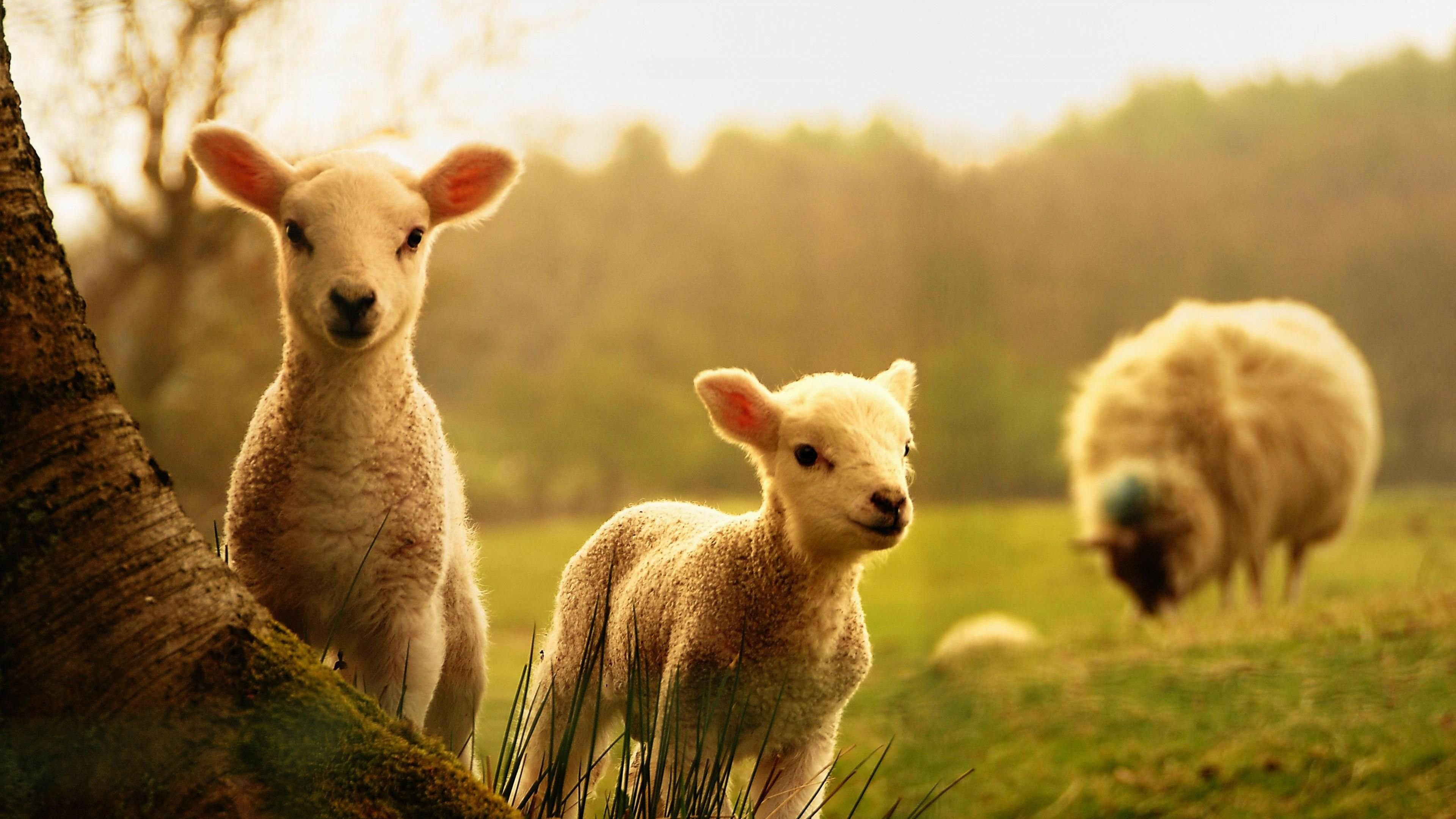 Sheep Wallpaper Full HD 79351