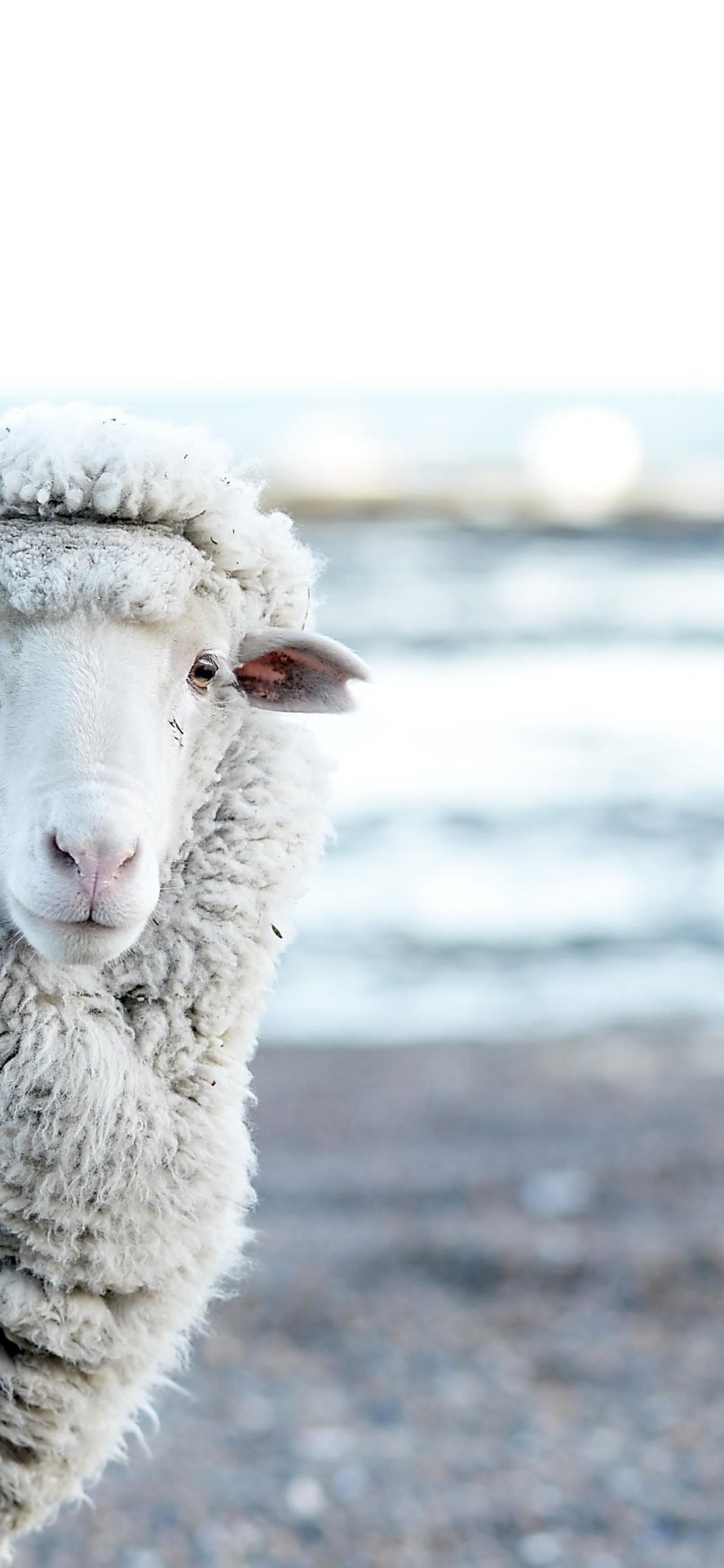 sheep iPhone Wallpaper Free Download